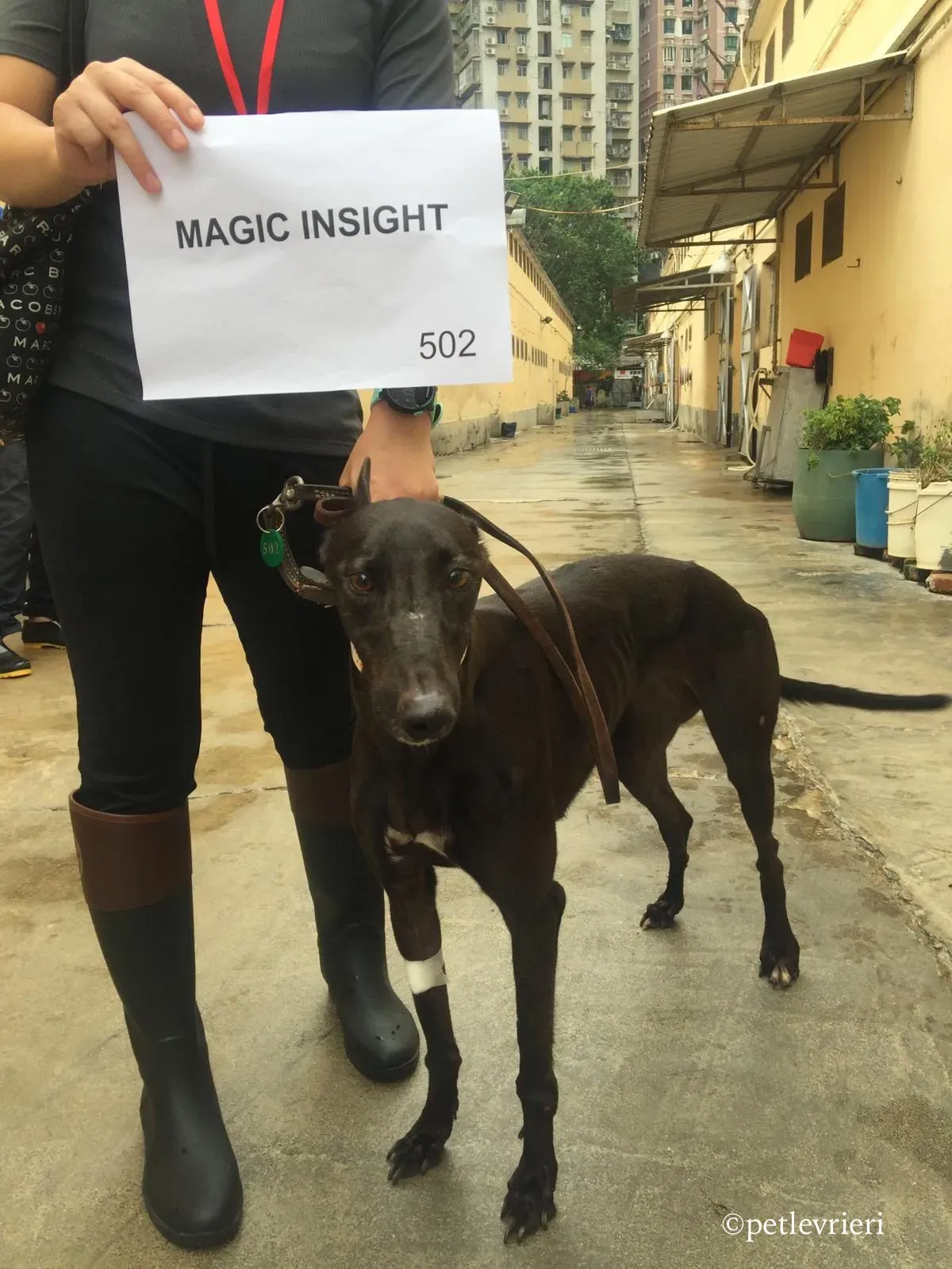 magic insight adozione greyhound macao 1