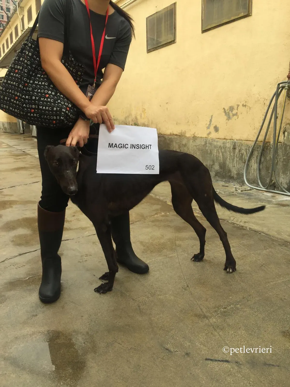 magic insight adozione greyhound macao 2