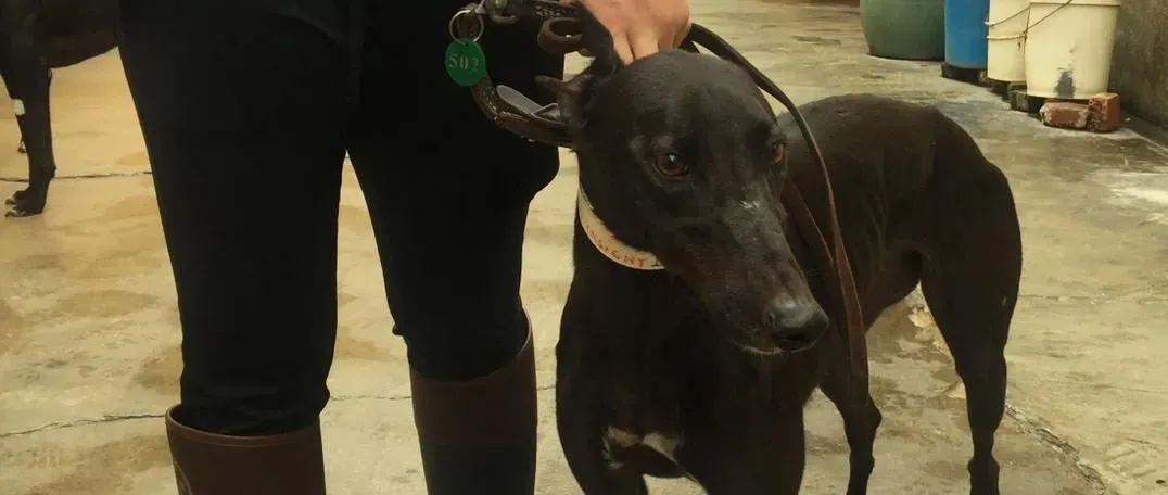 magic insight adozione greyhound macao 3 e1546038909571