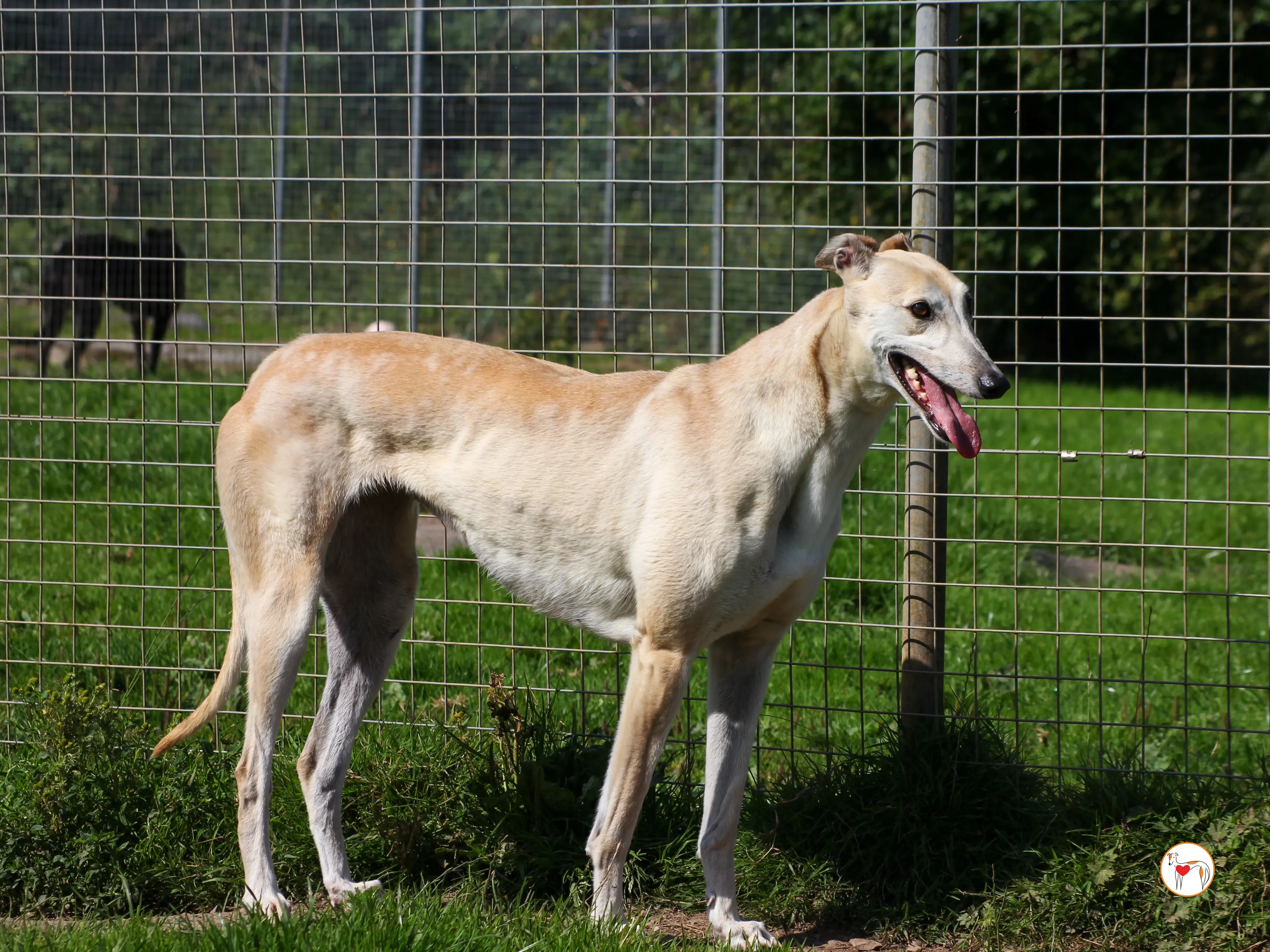 magic grey adozione 06