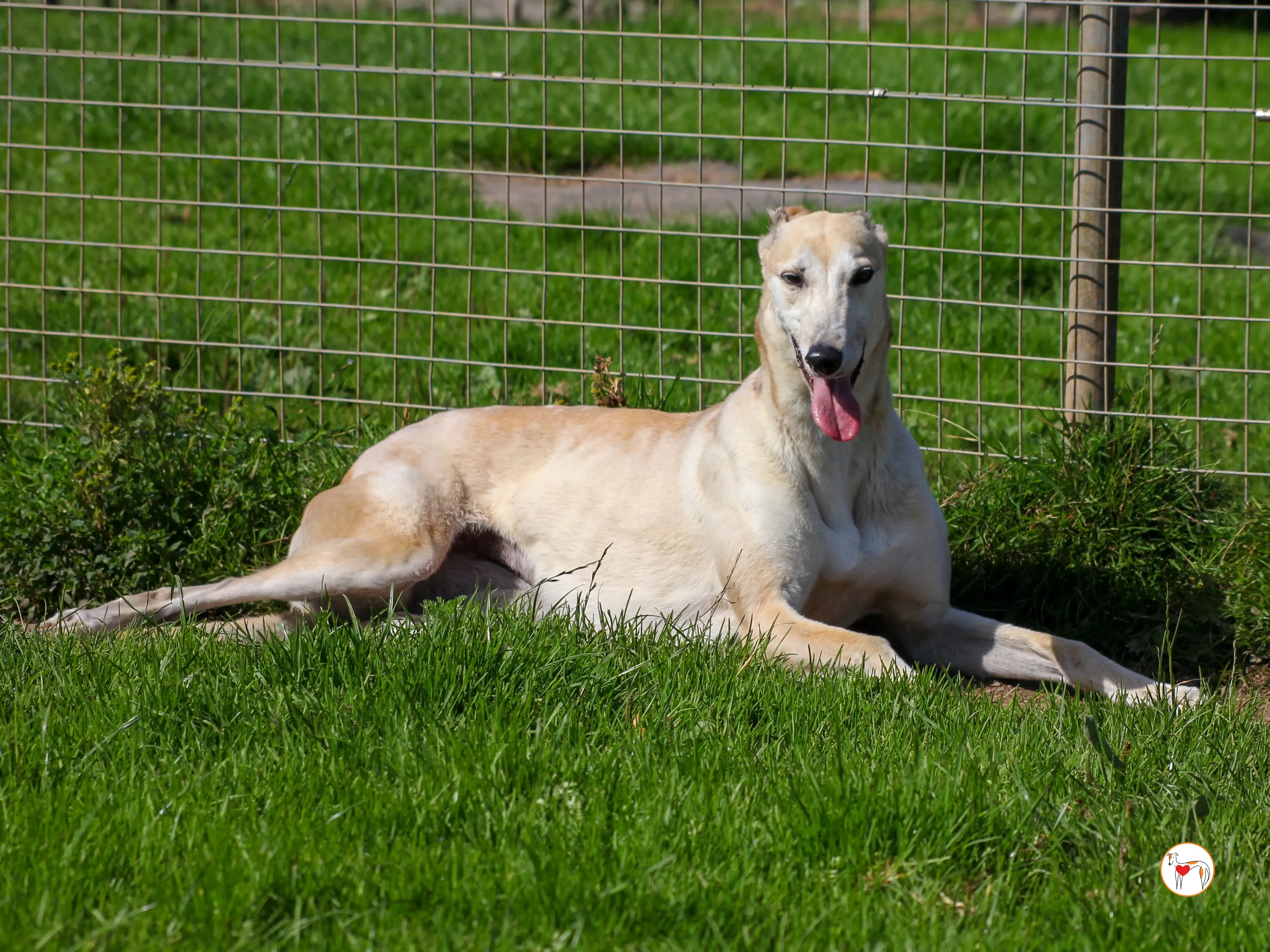 magic grey adozione 07