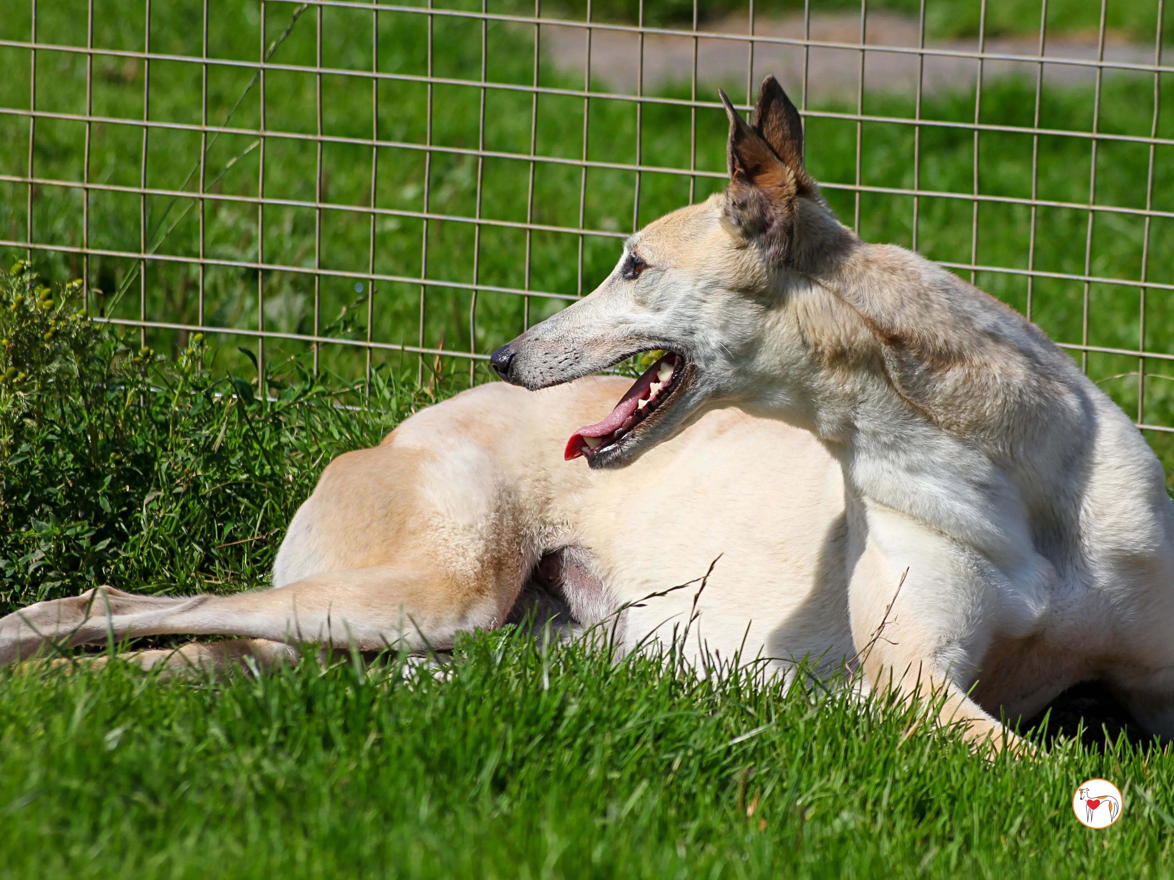 magic grey adozione 08