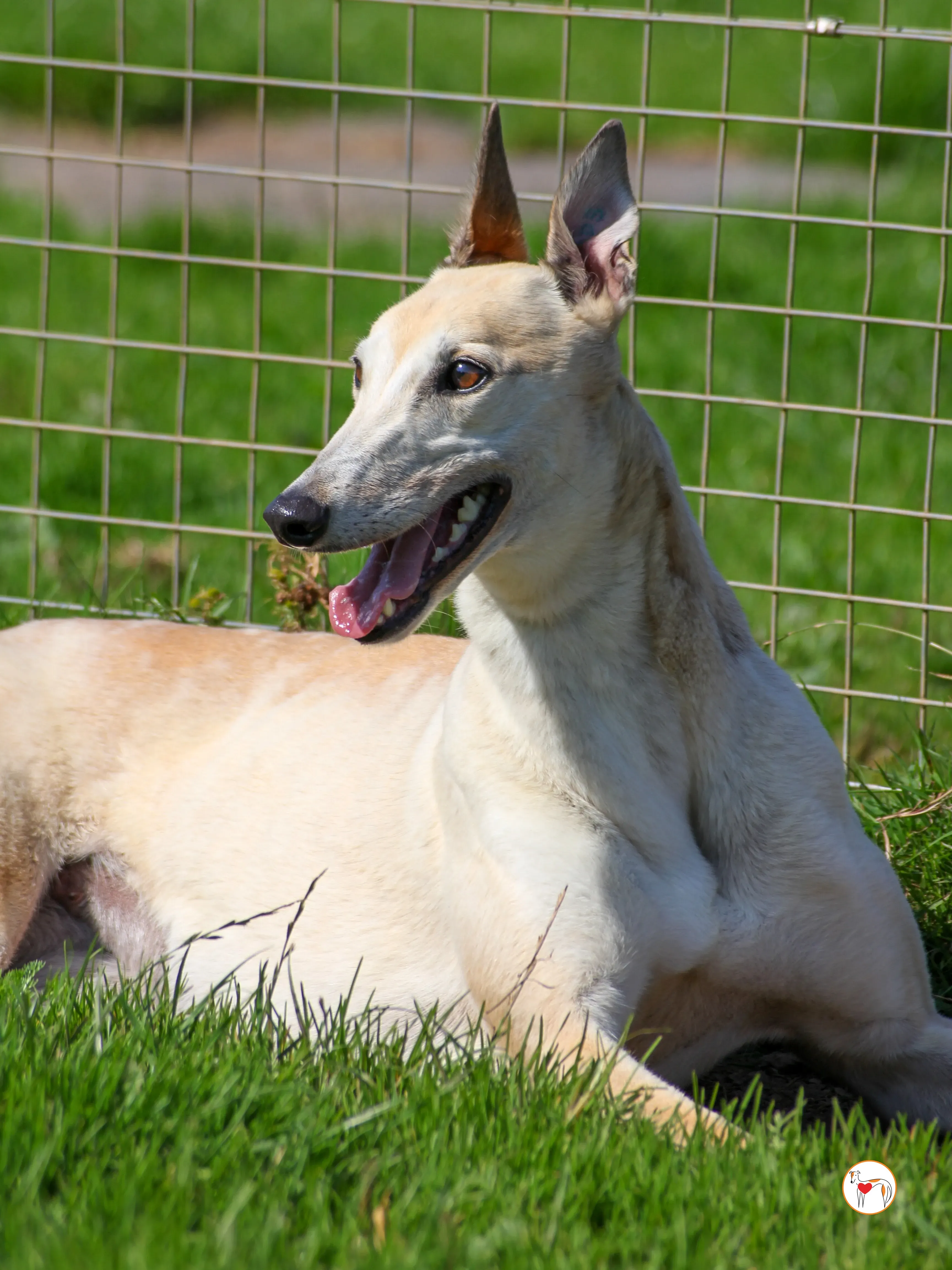 magic grey adozione 09