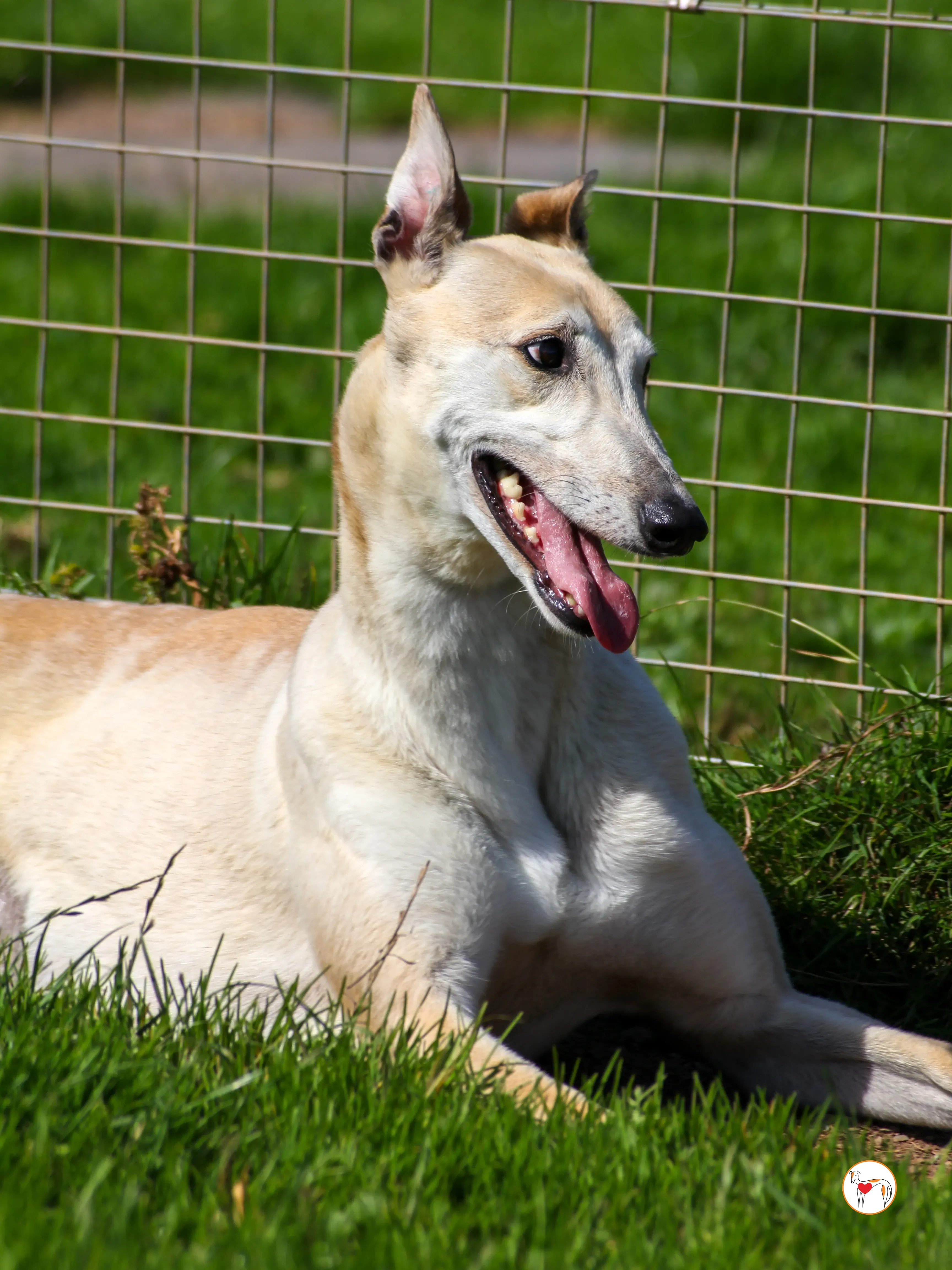 magic grey adozione 10