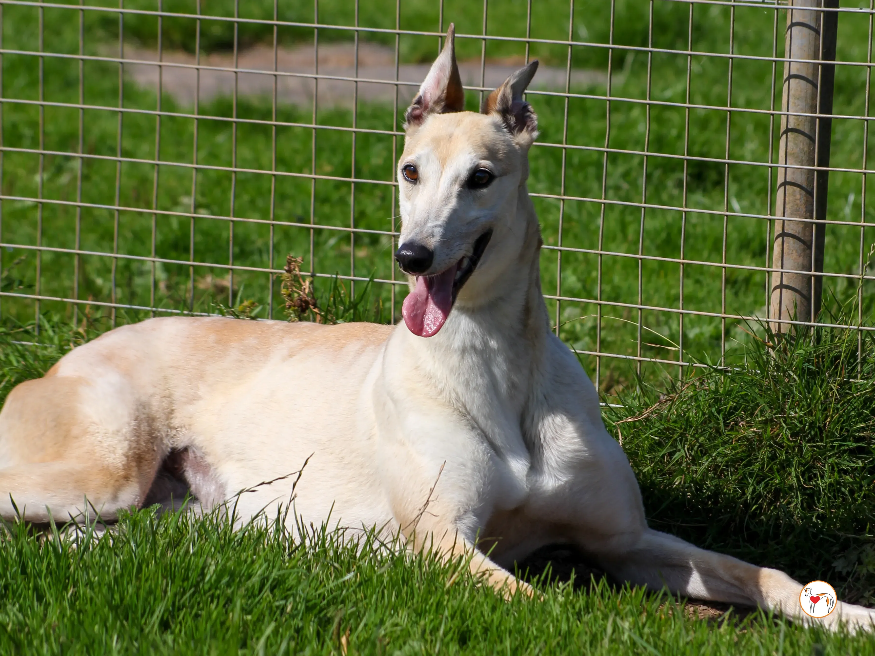 magic grey adozione 11