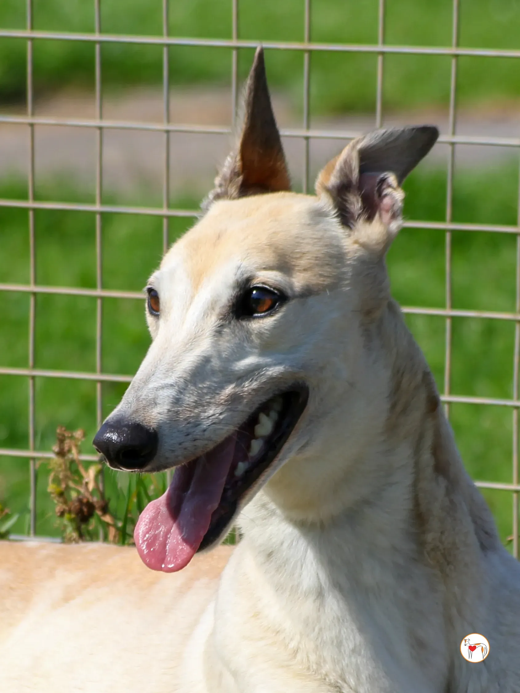 magic grey adozione 12