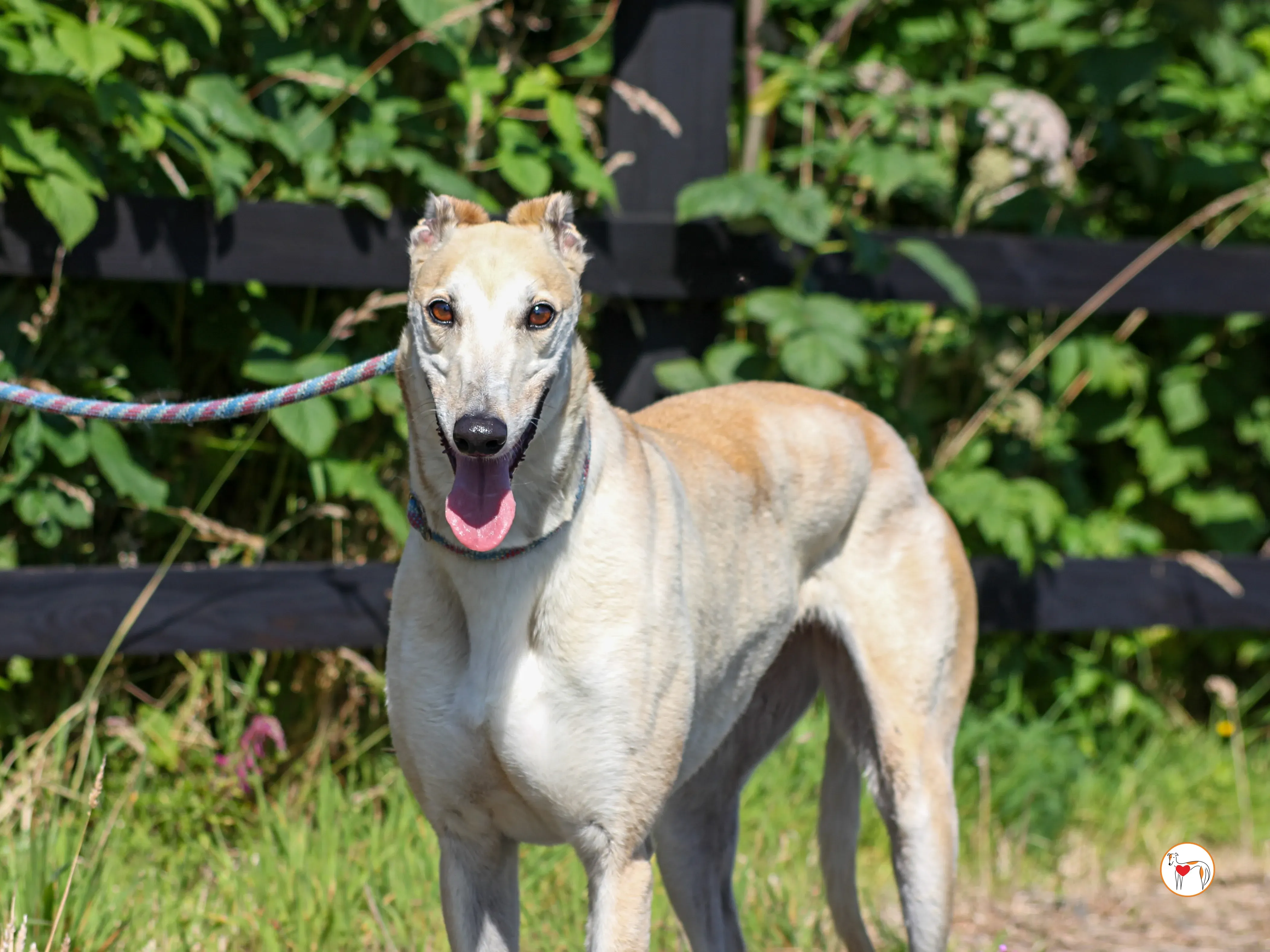 magic grey adozione 13