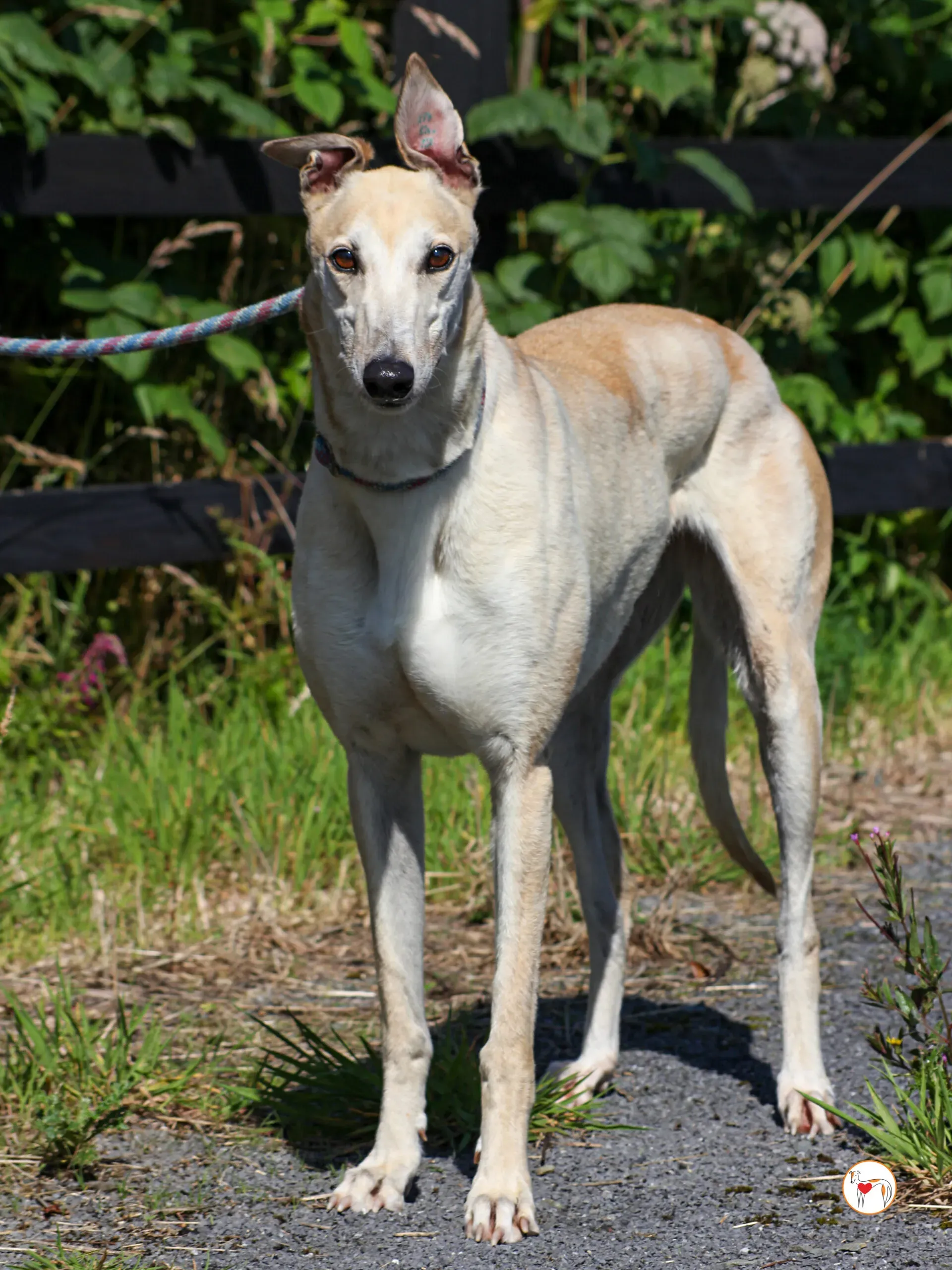 magic grey adozione 14 scaled