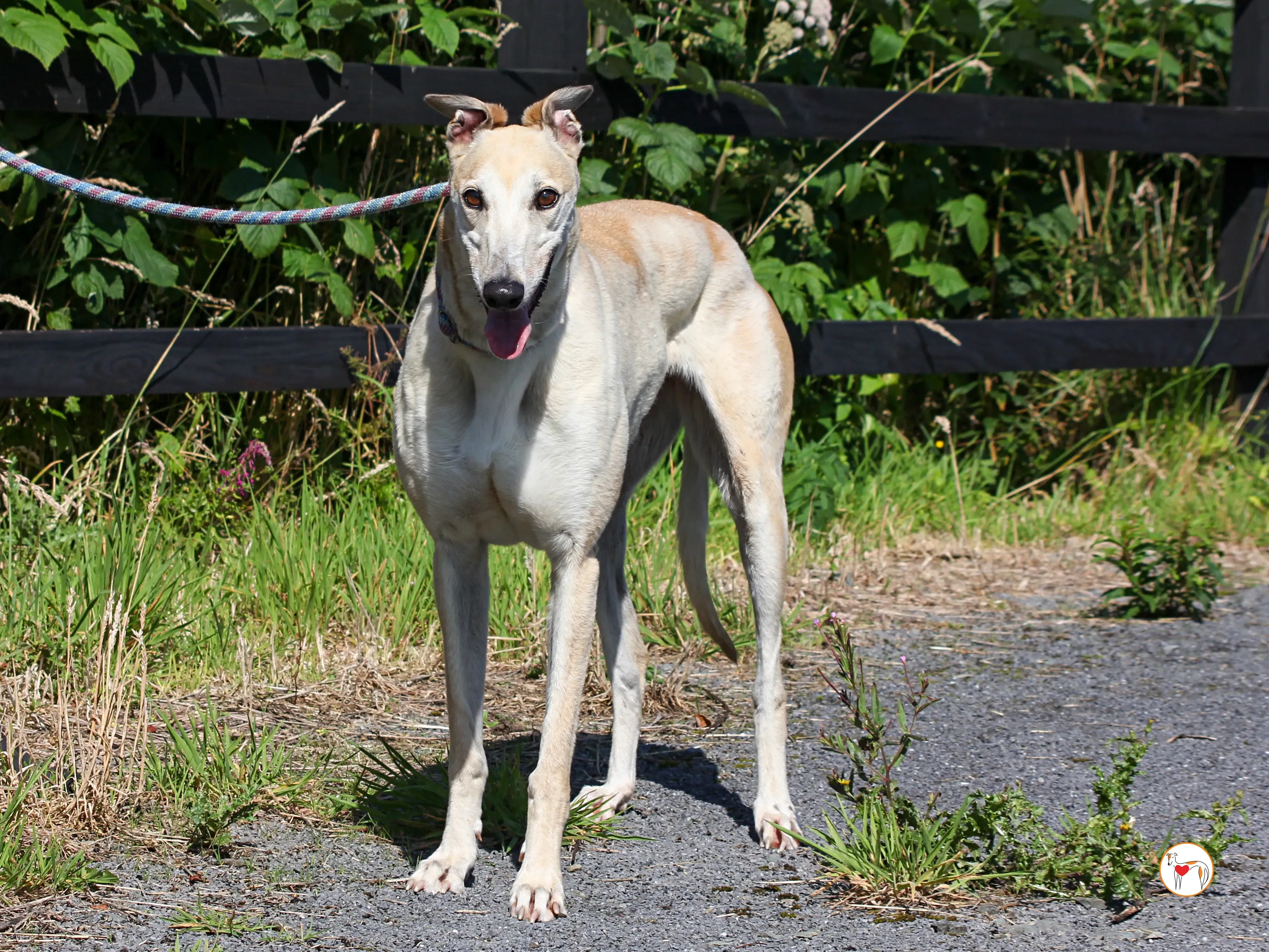 magic grey adozione 15