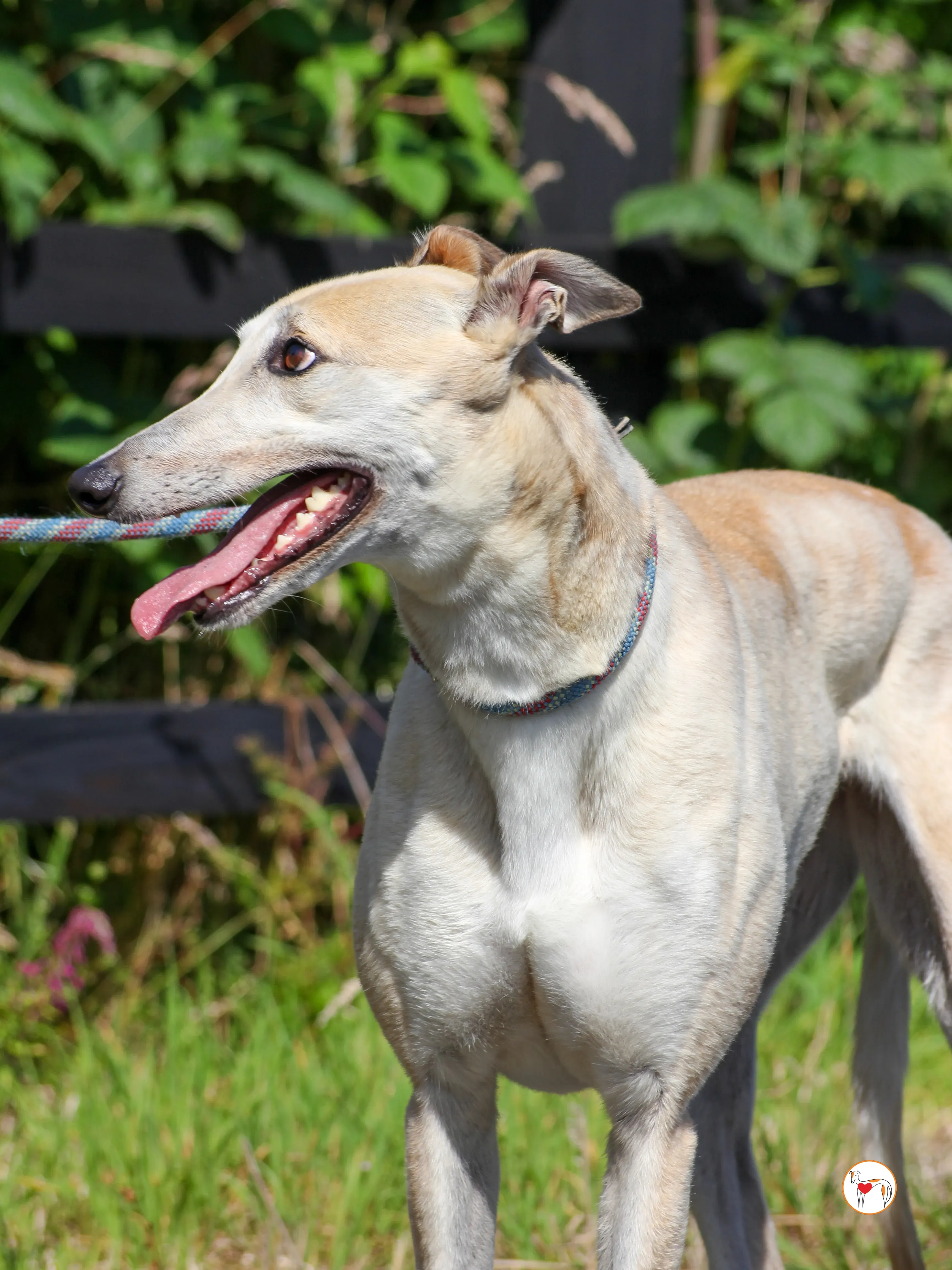 magic grey adozione 16