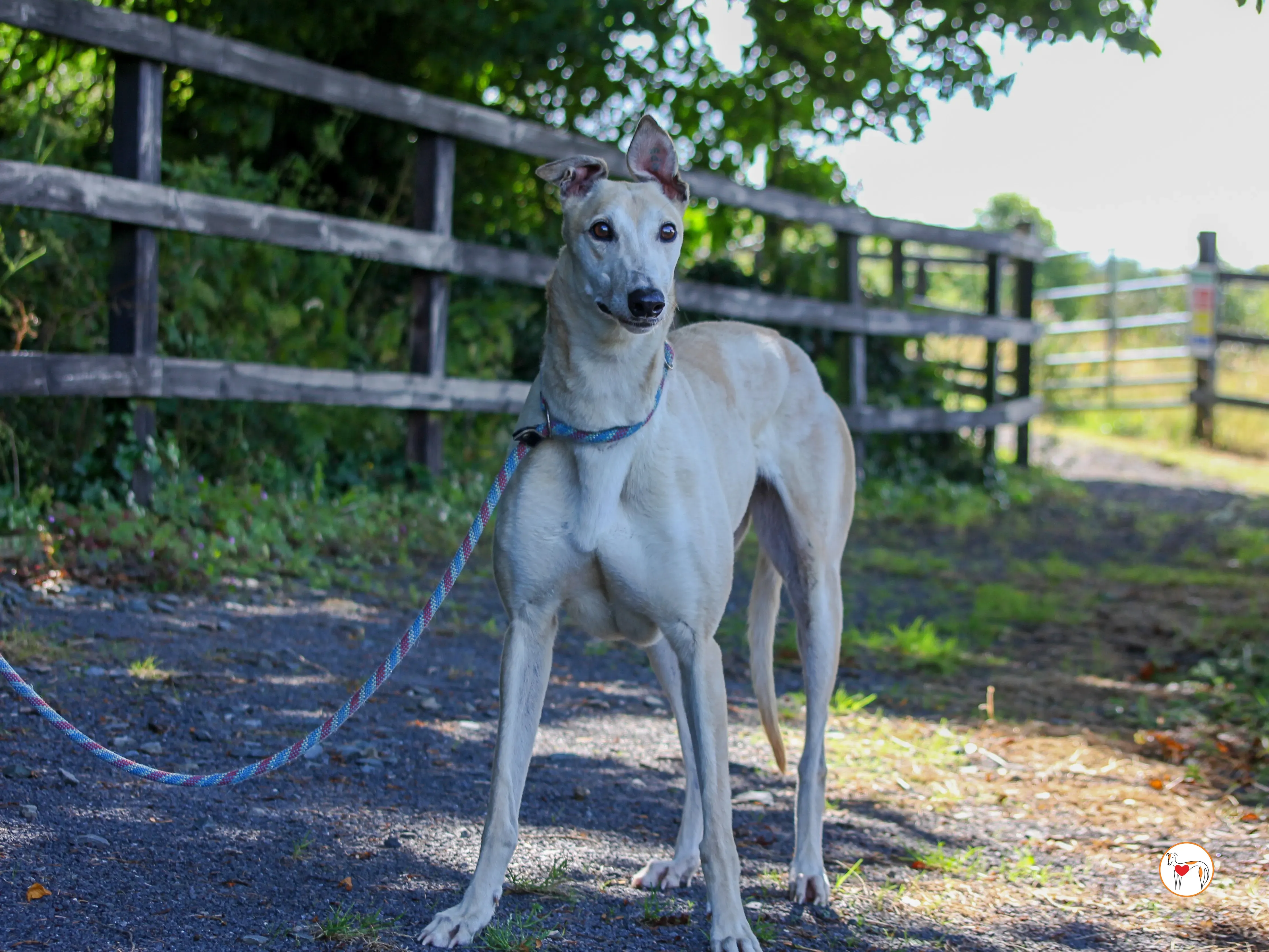 magic grey adozione 17