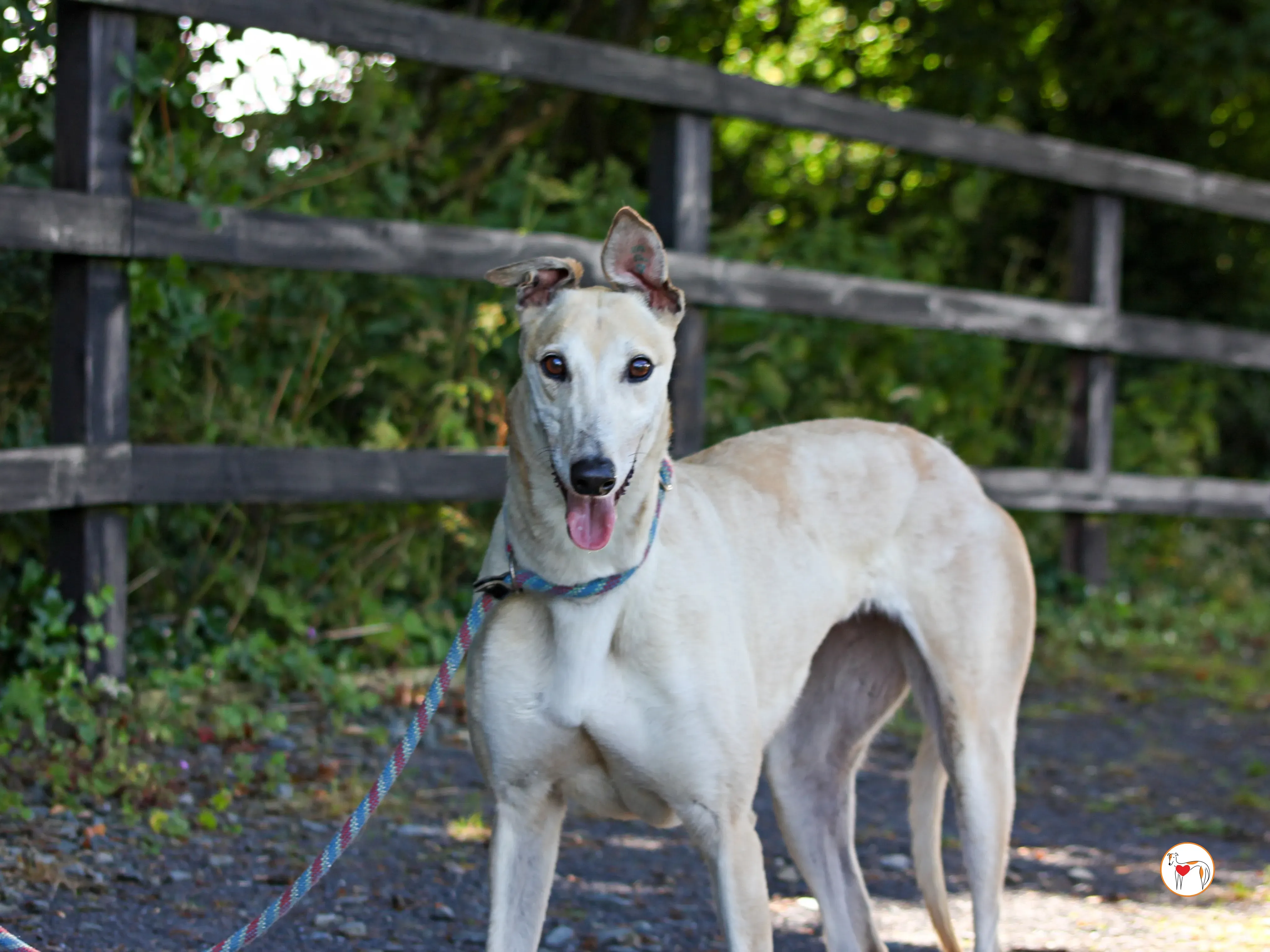 magic grey adozione 18