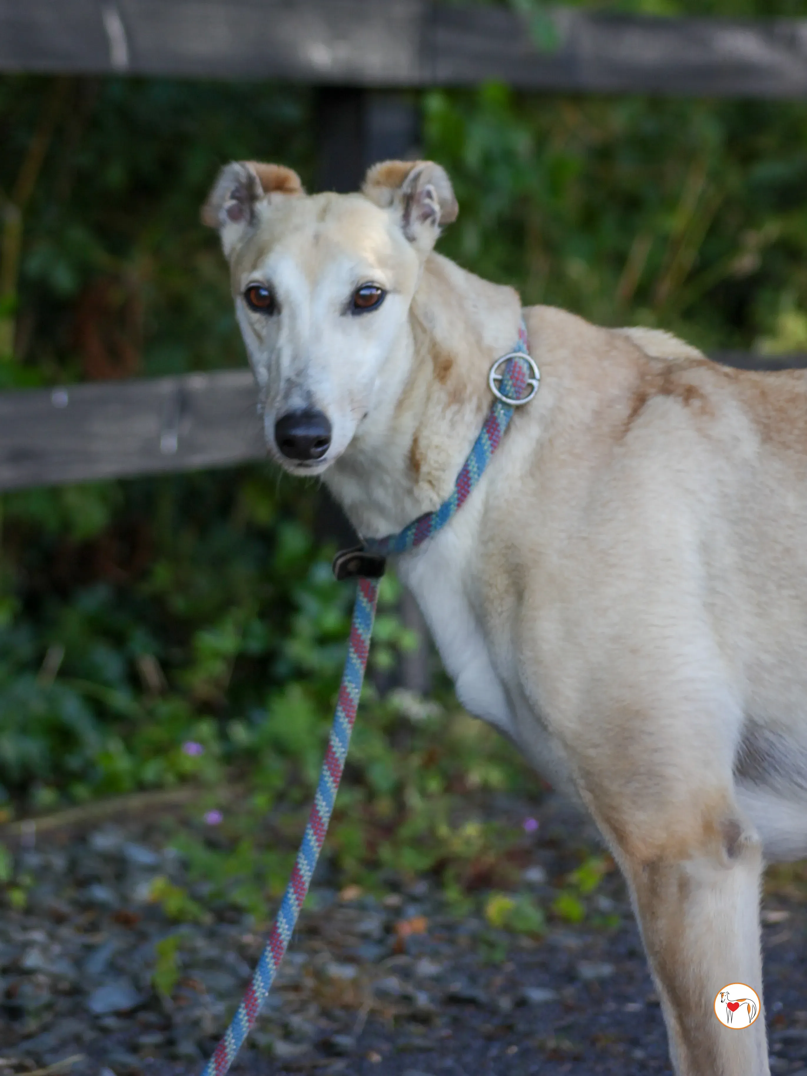 magic grey adozione 19