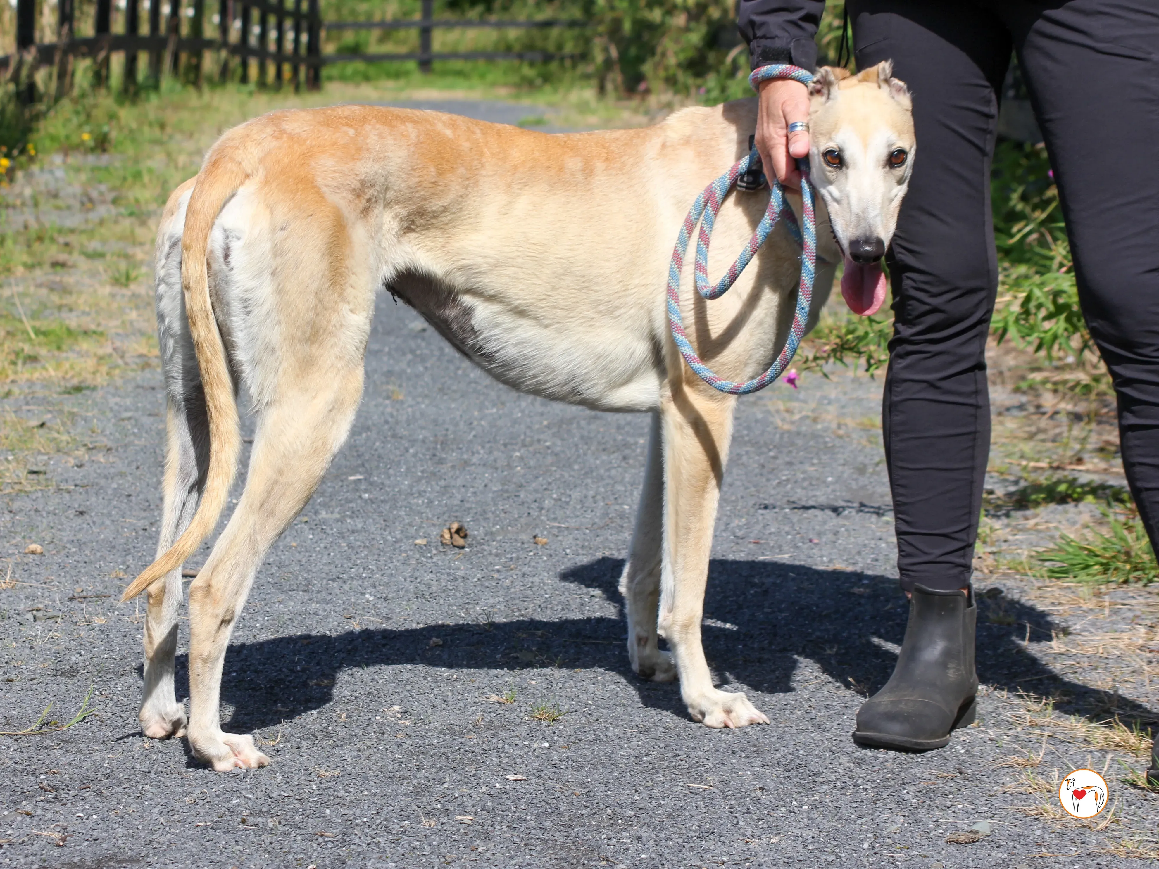 magic grey adozione 20