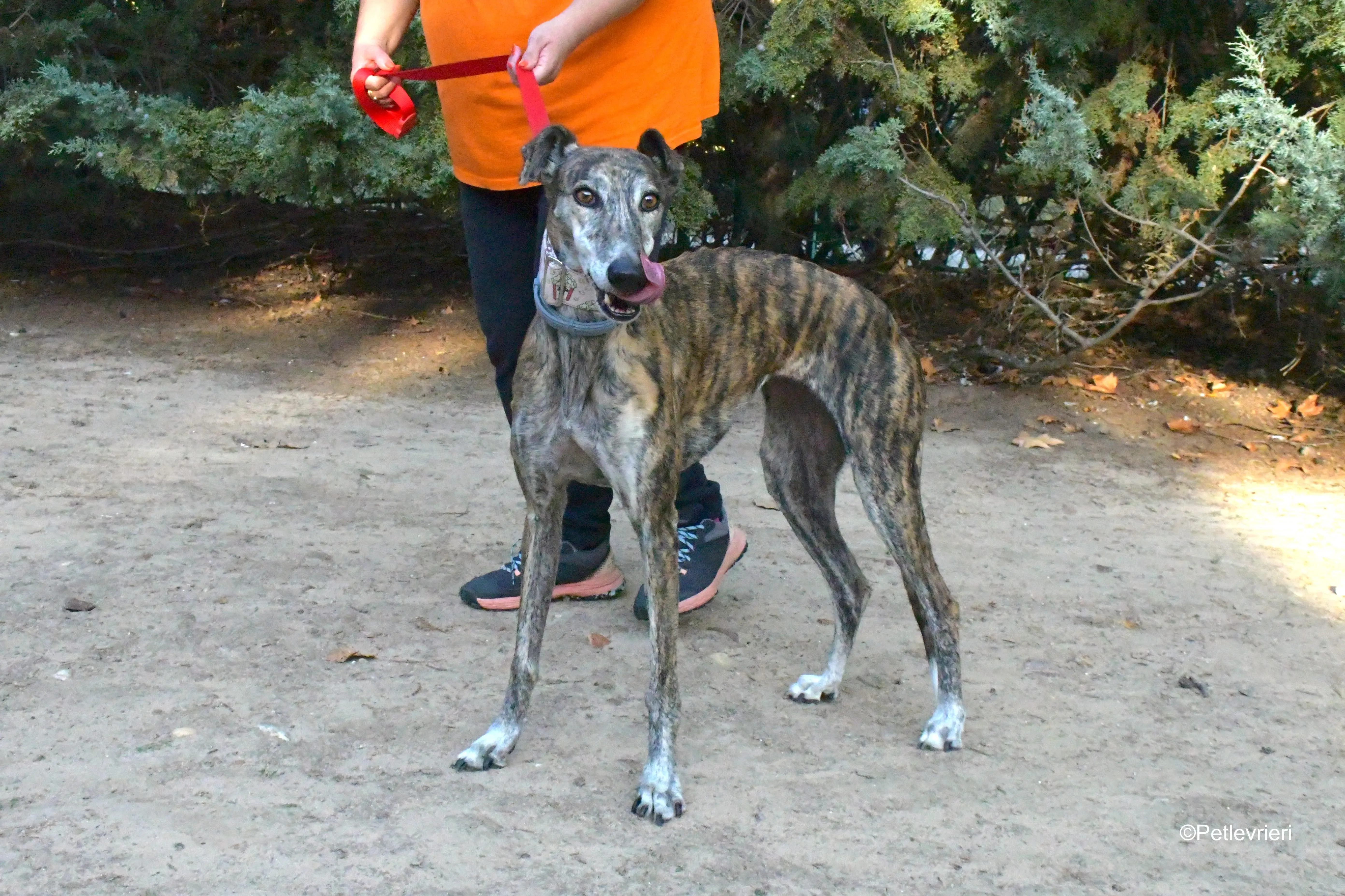 magnolia adozione levrieri galgo 1