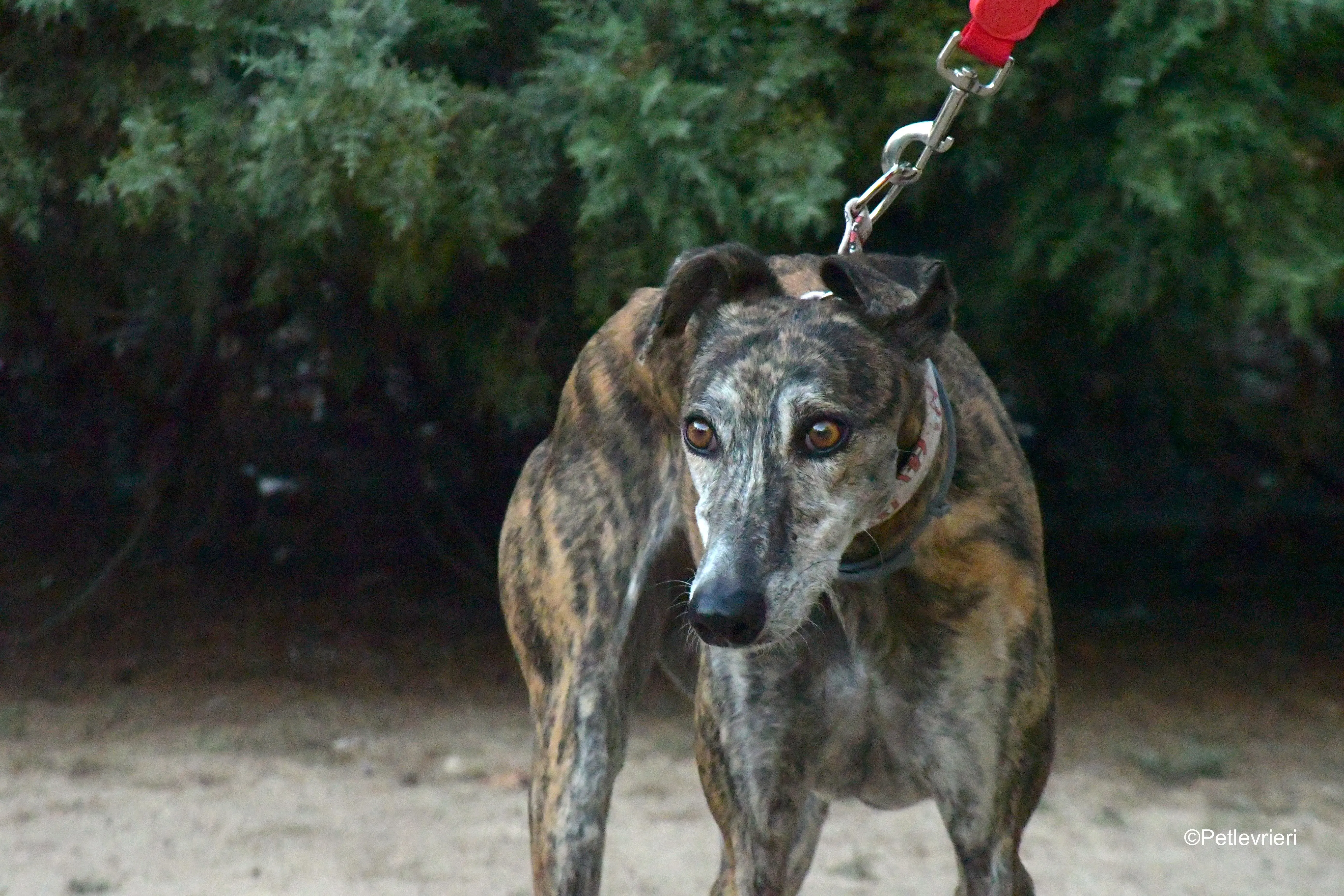 magnolia adozione levrieri galgo 10