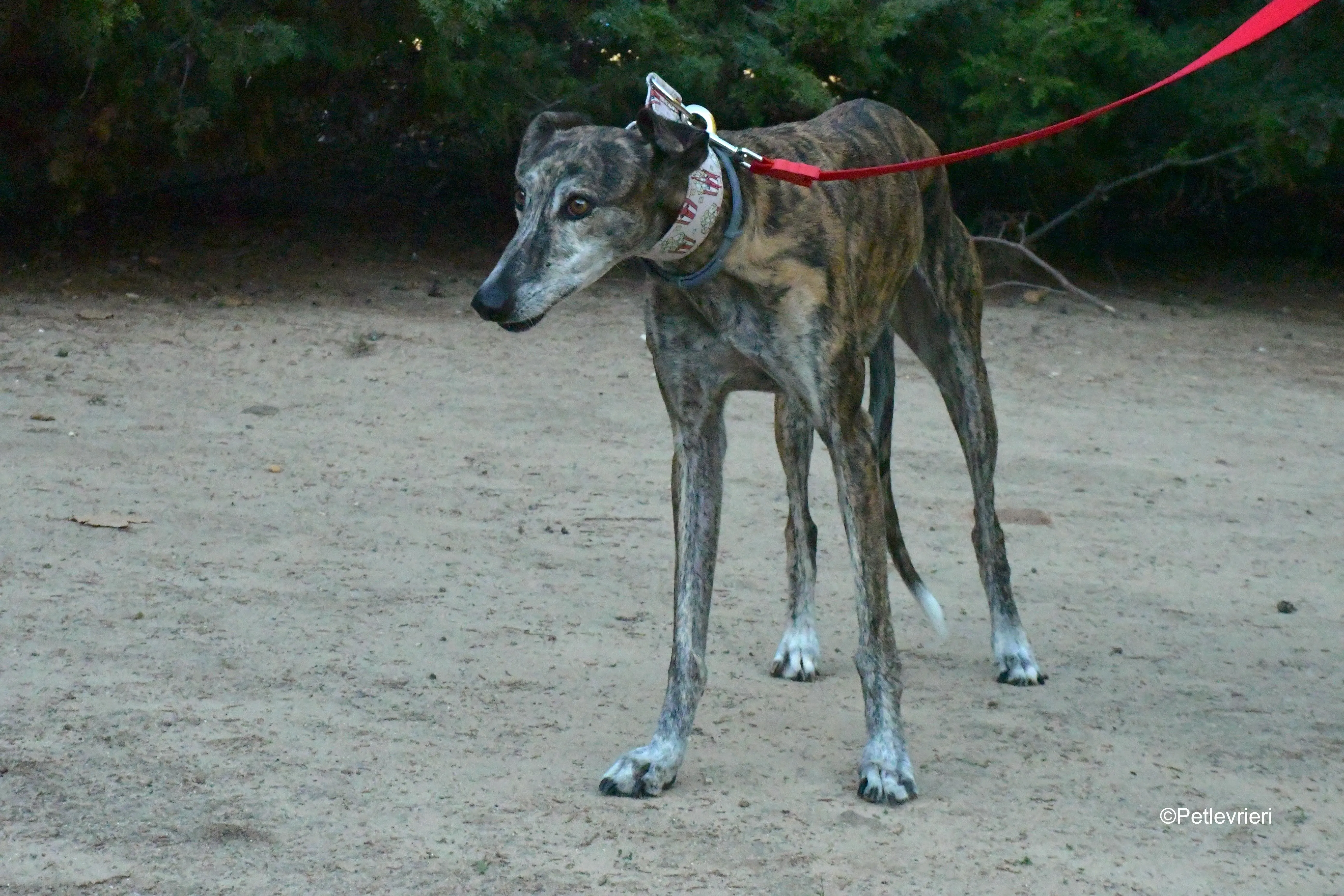 magnolia adozione levrieri galgo 11