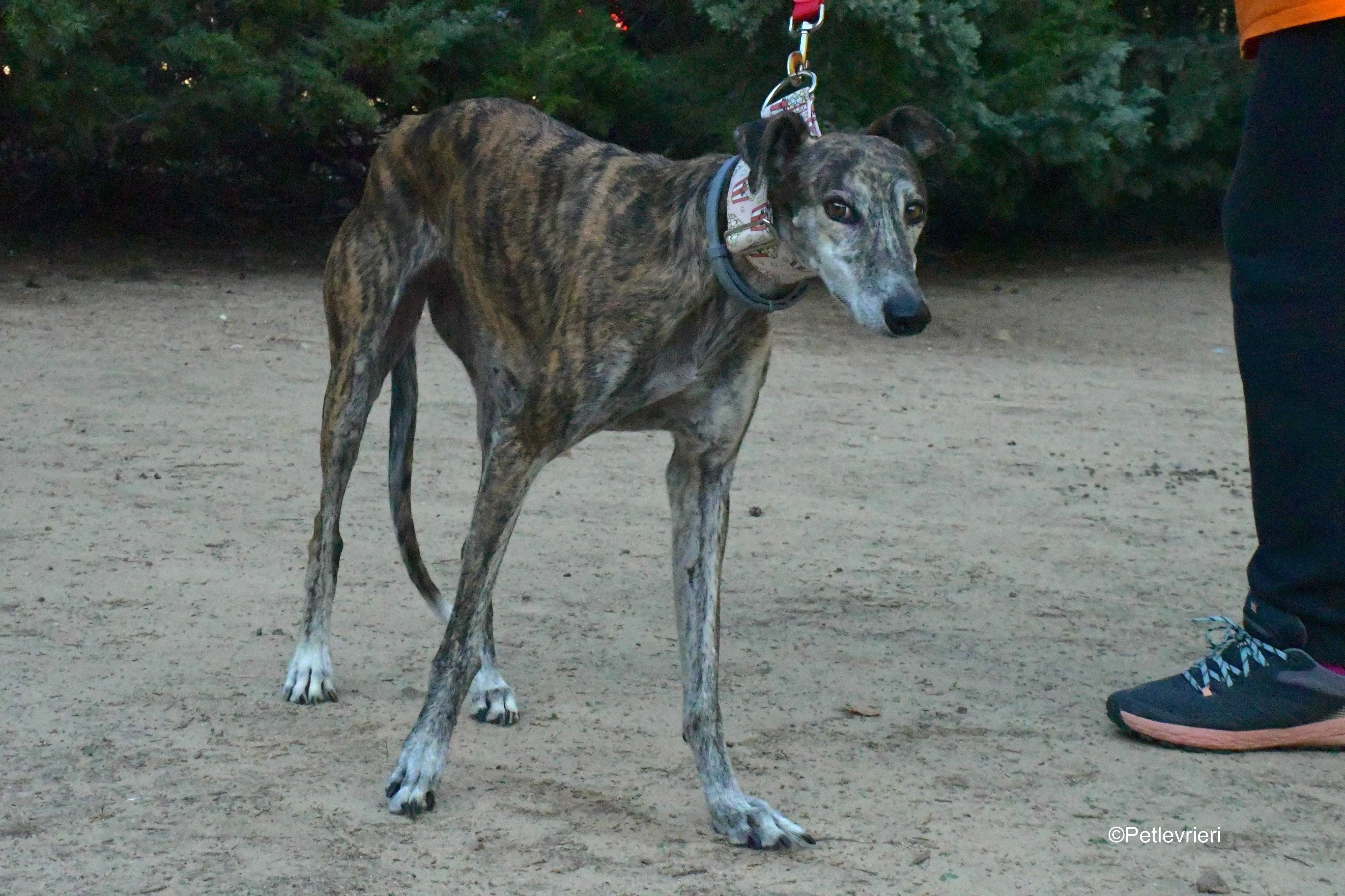 magnolia adozione levrieri galgo 12