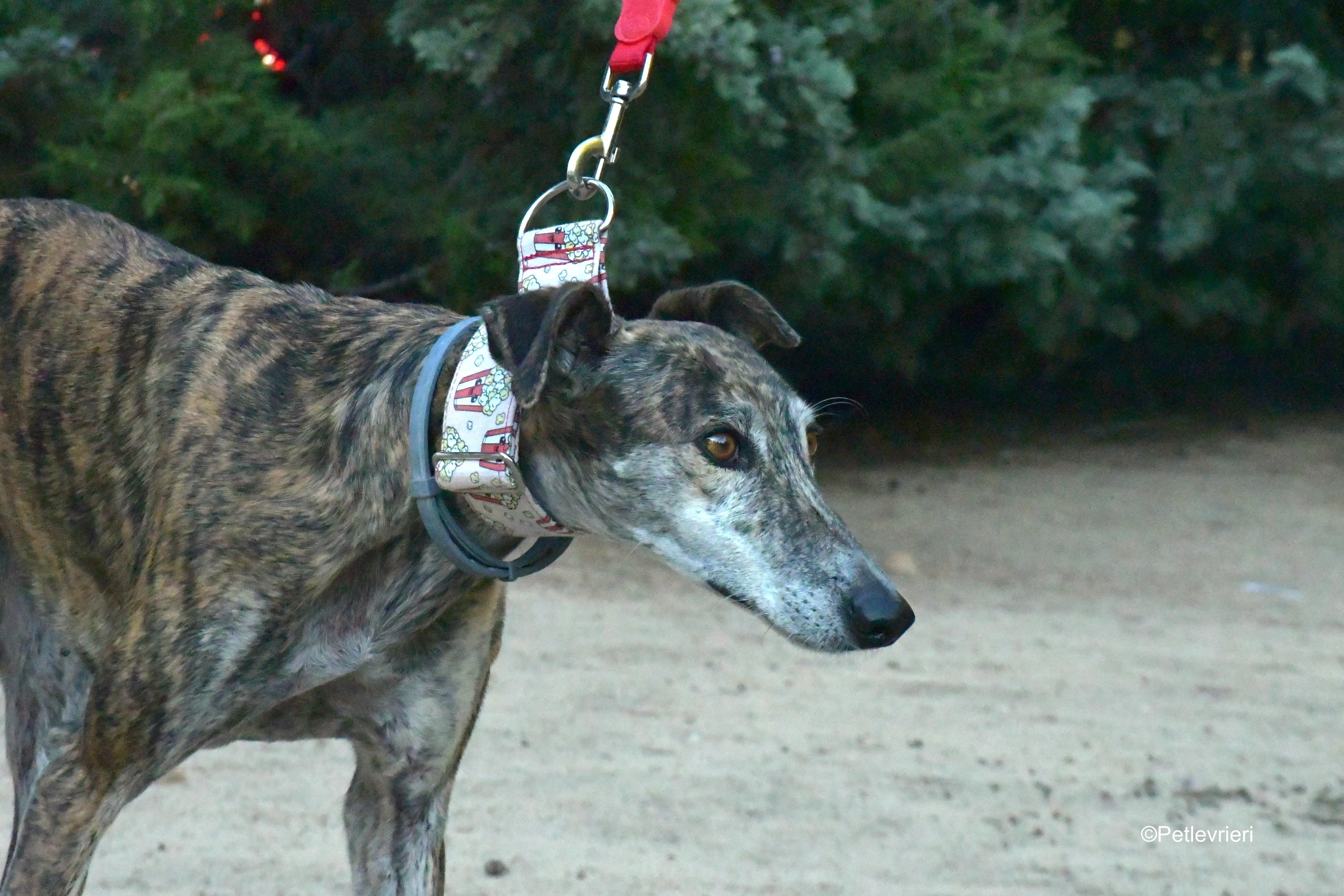 magnolia adozione levrieri galgo 13