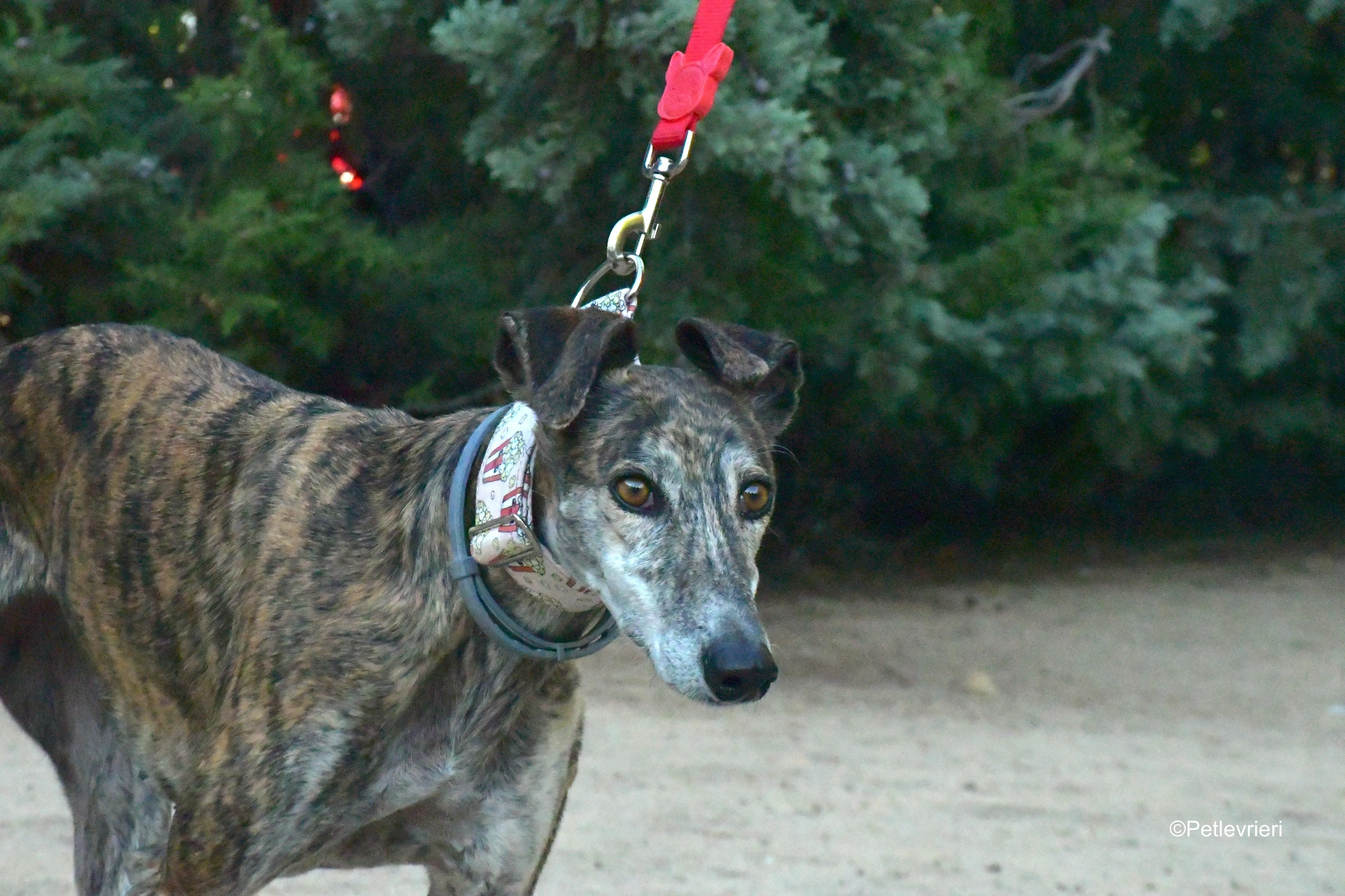 magnolia adozione levrieri galgo 14