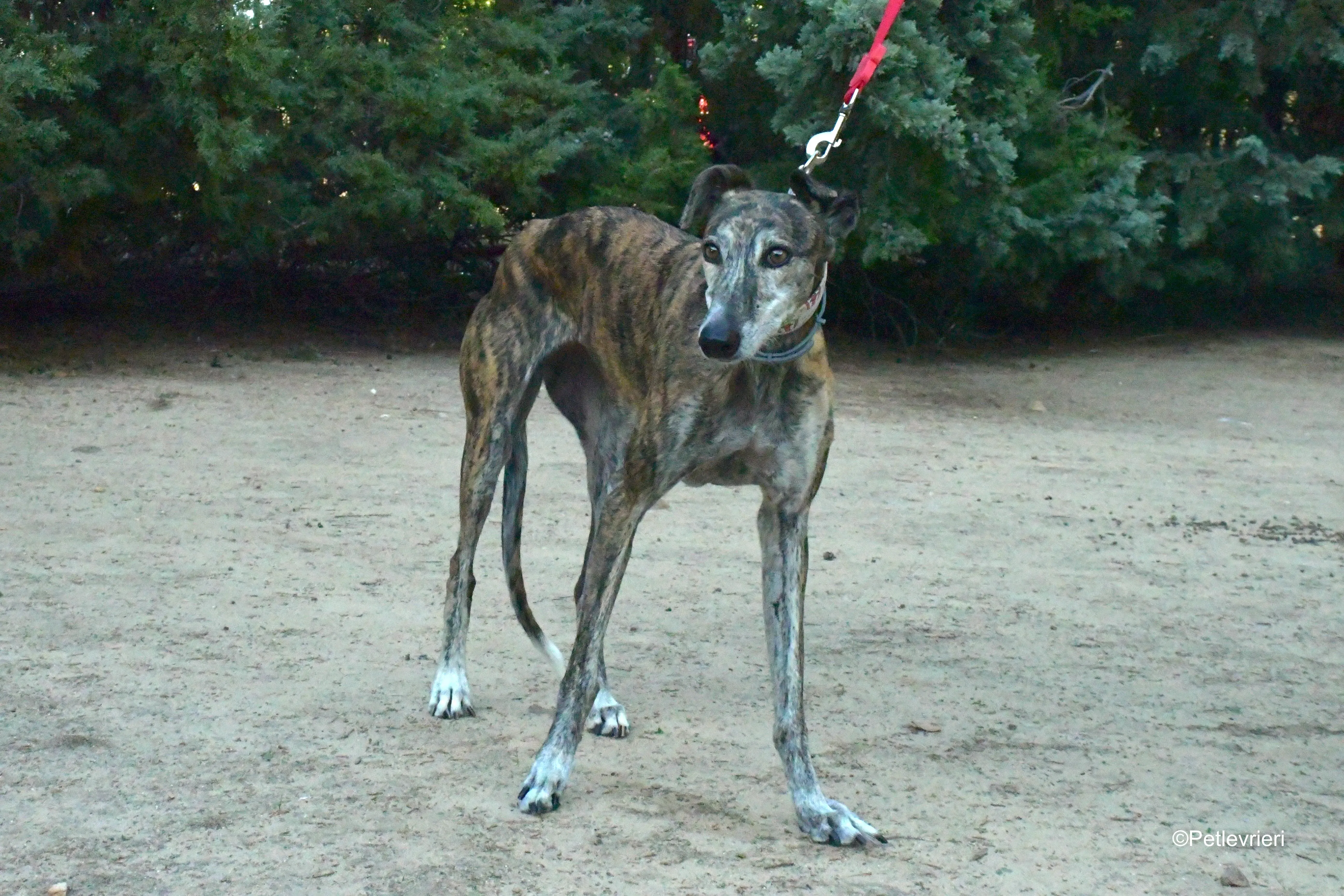 magnolia adozione levrieri galgo 15