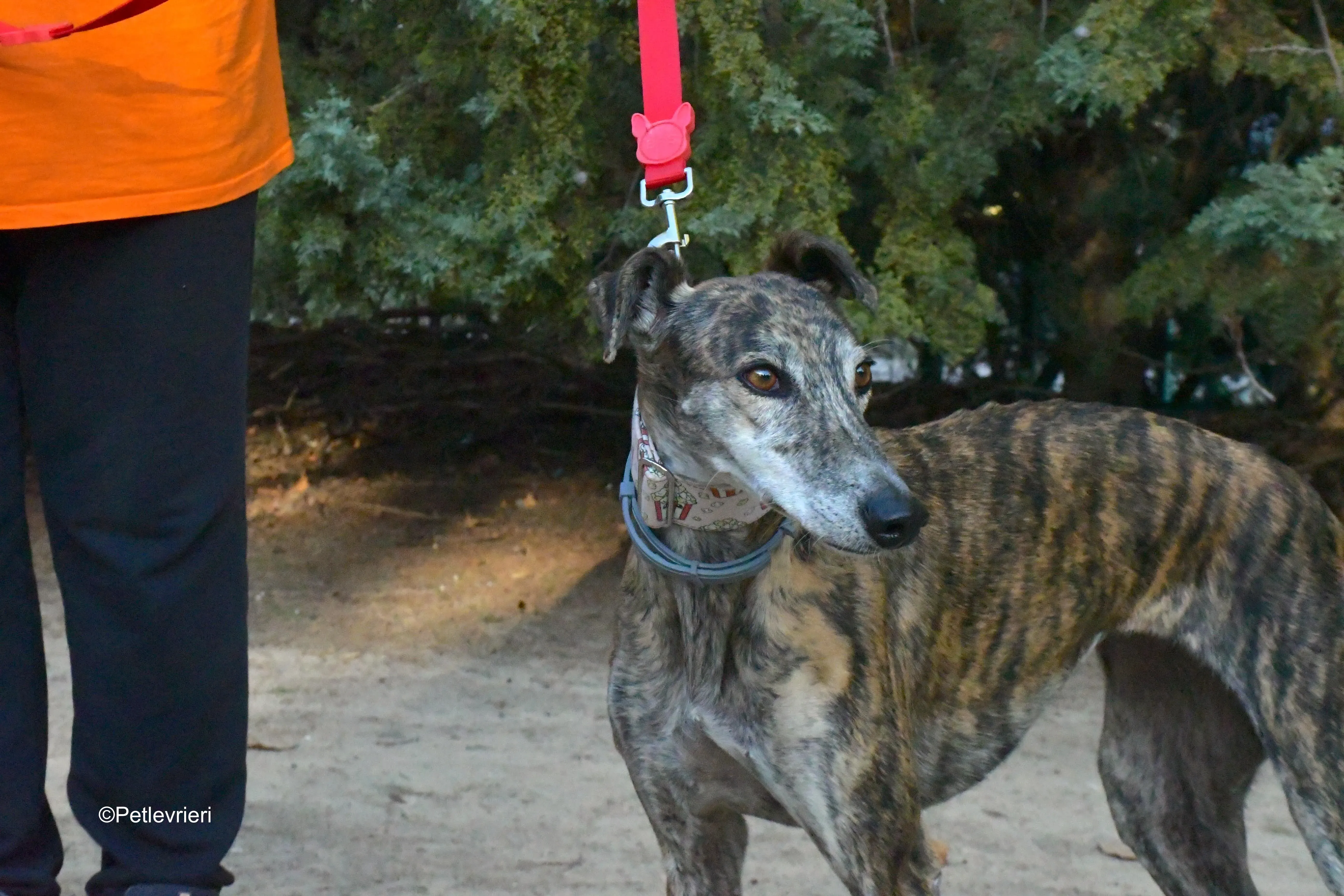 magnolia adozione levrieri galgo 2