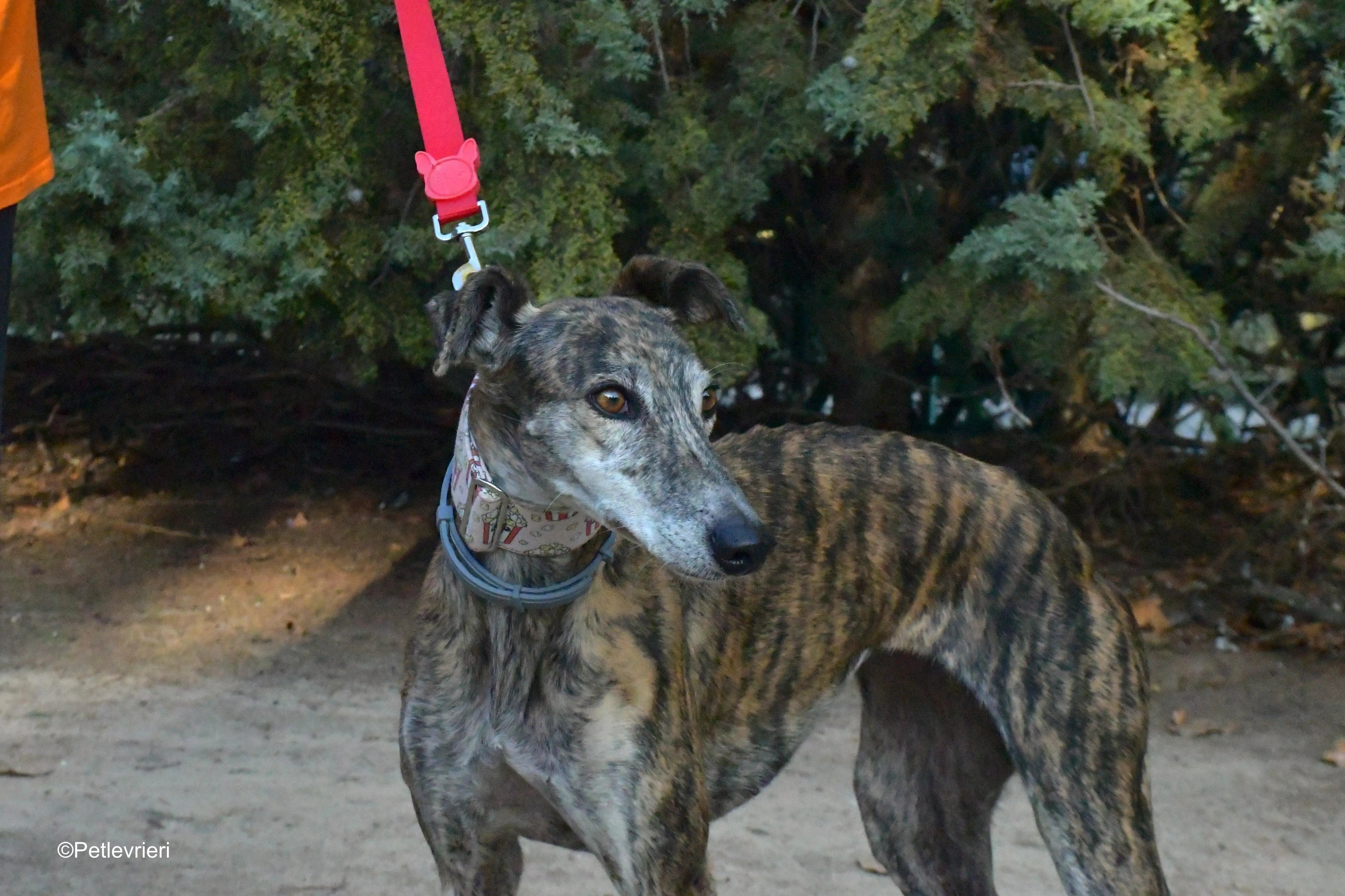 magnolia adozione levrieri galgo 3