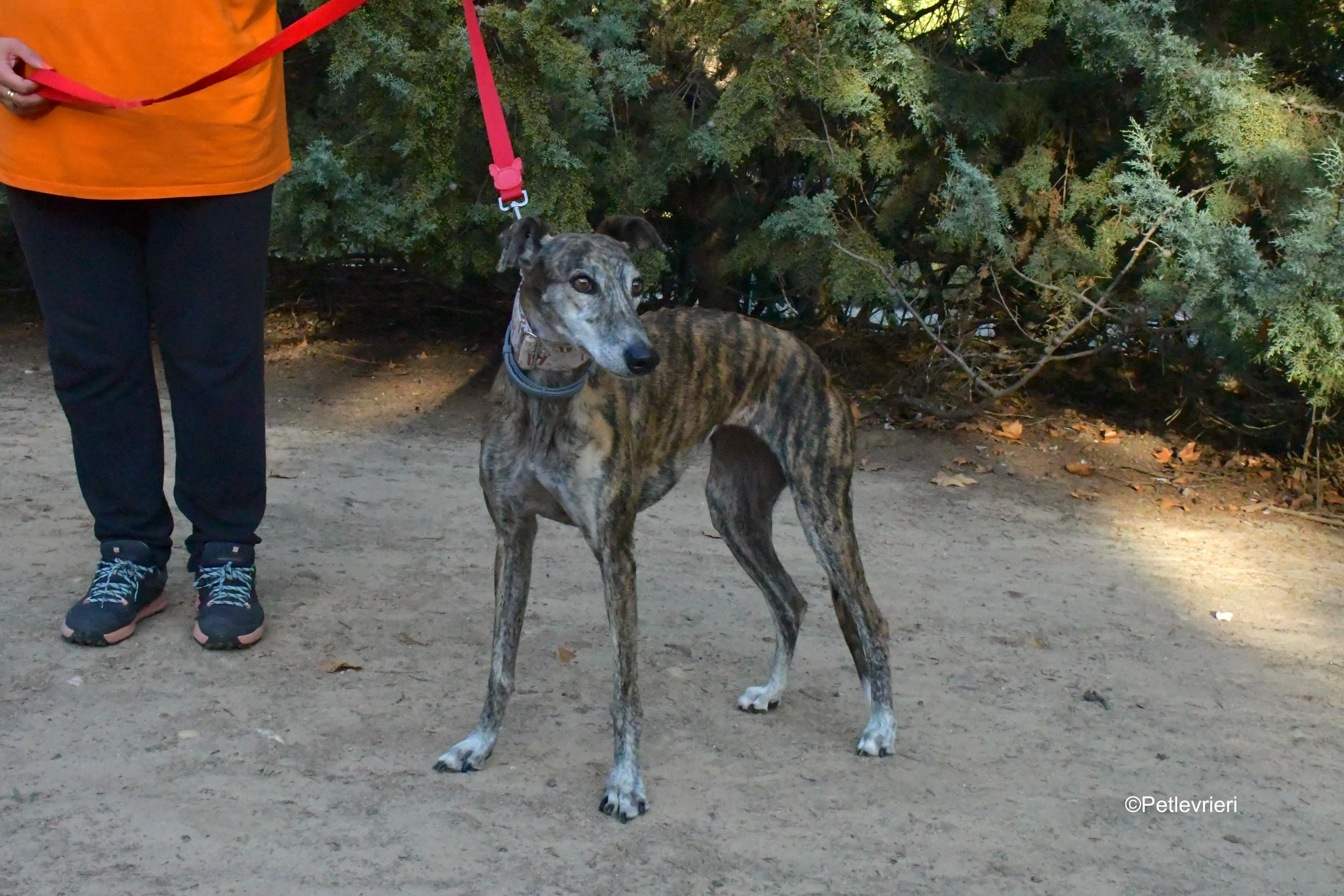 magnolia adozione levrieri galgo 4