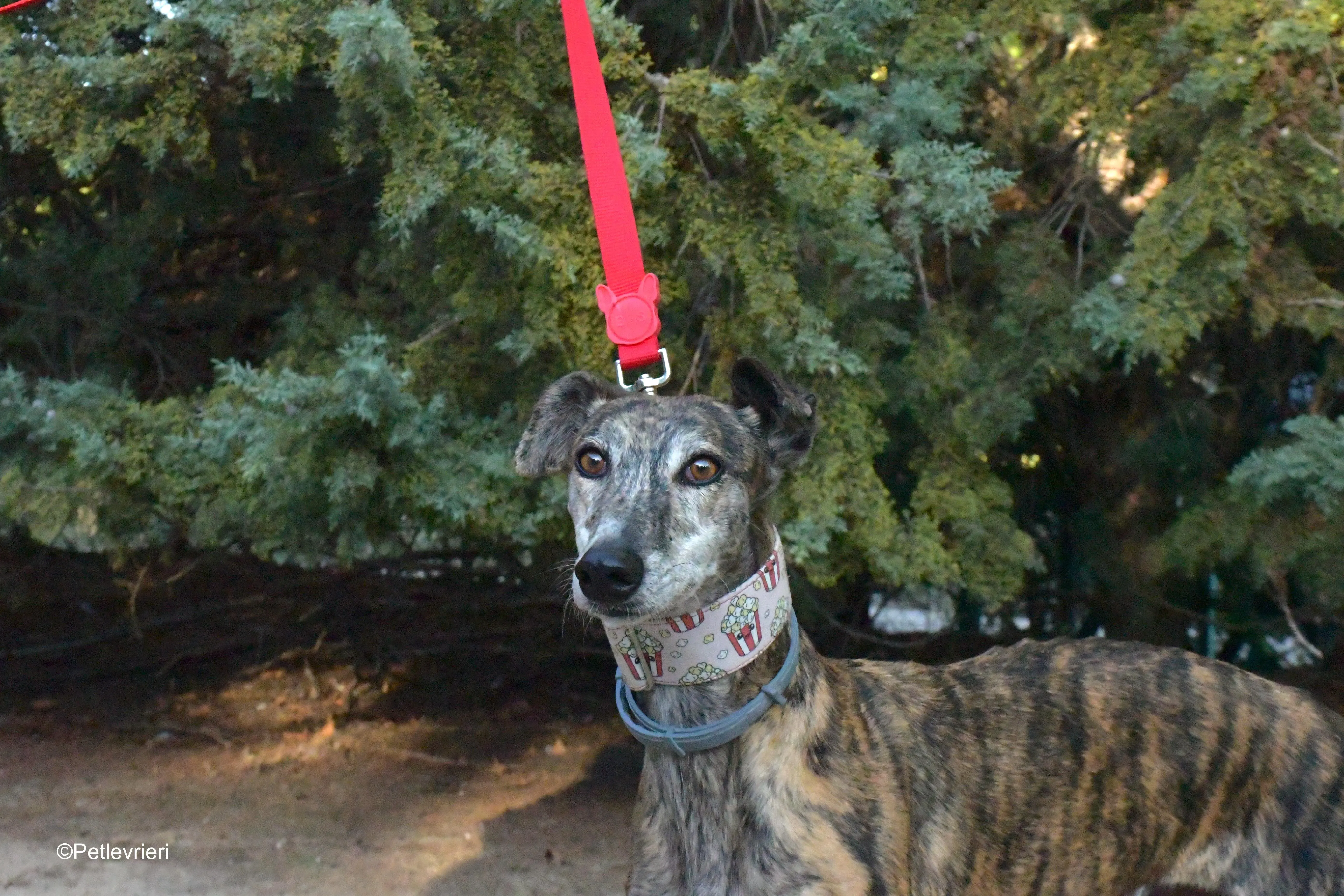 magnolia adozione levrieri galgo 5