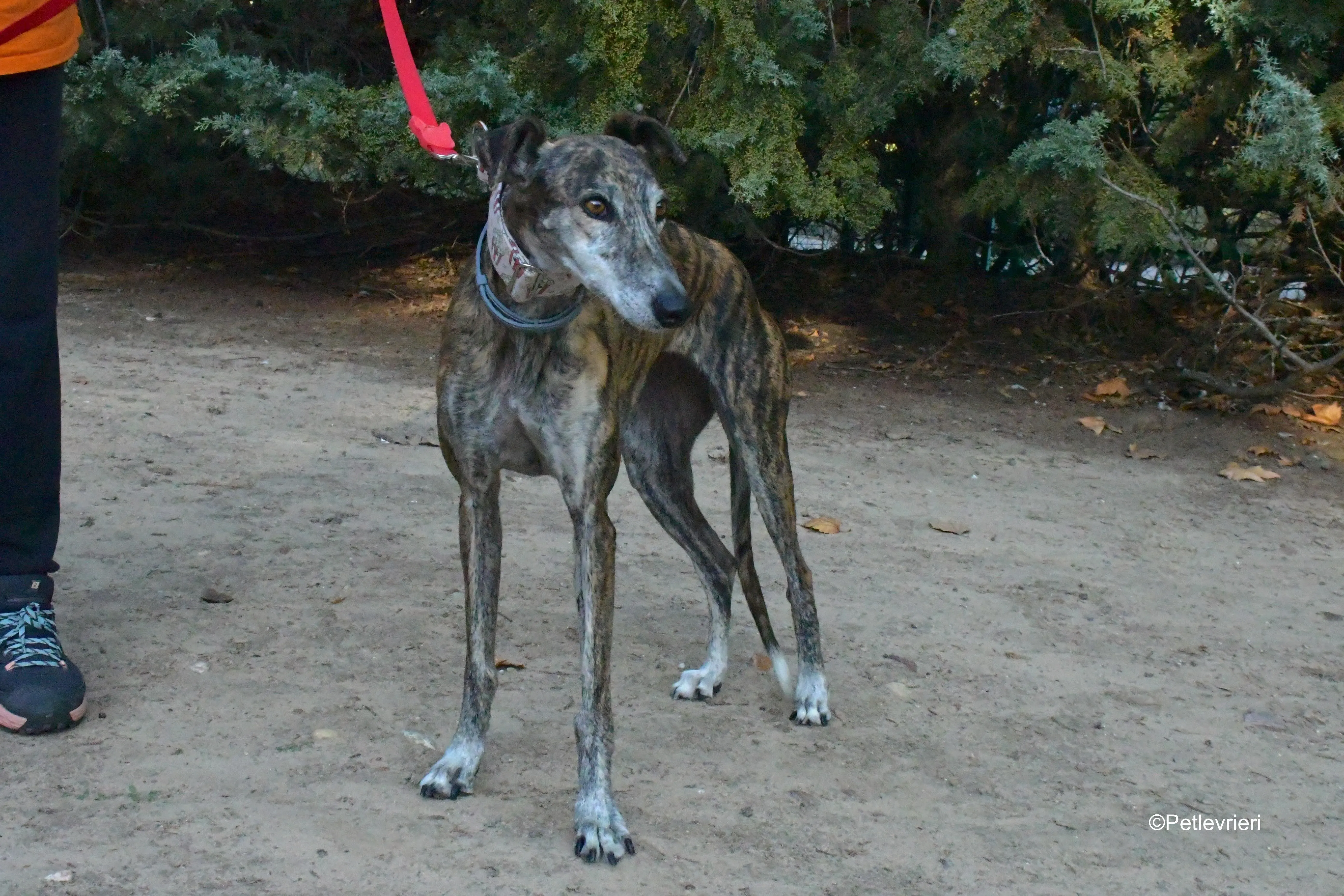 magnolia adozione levrieri galgo 6