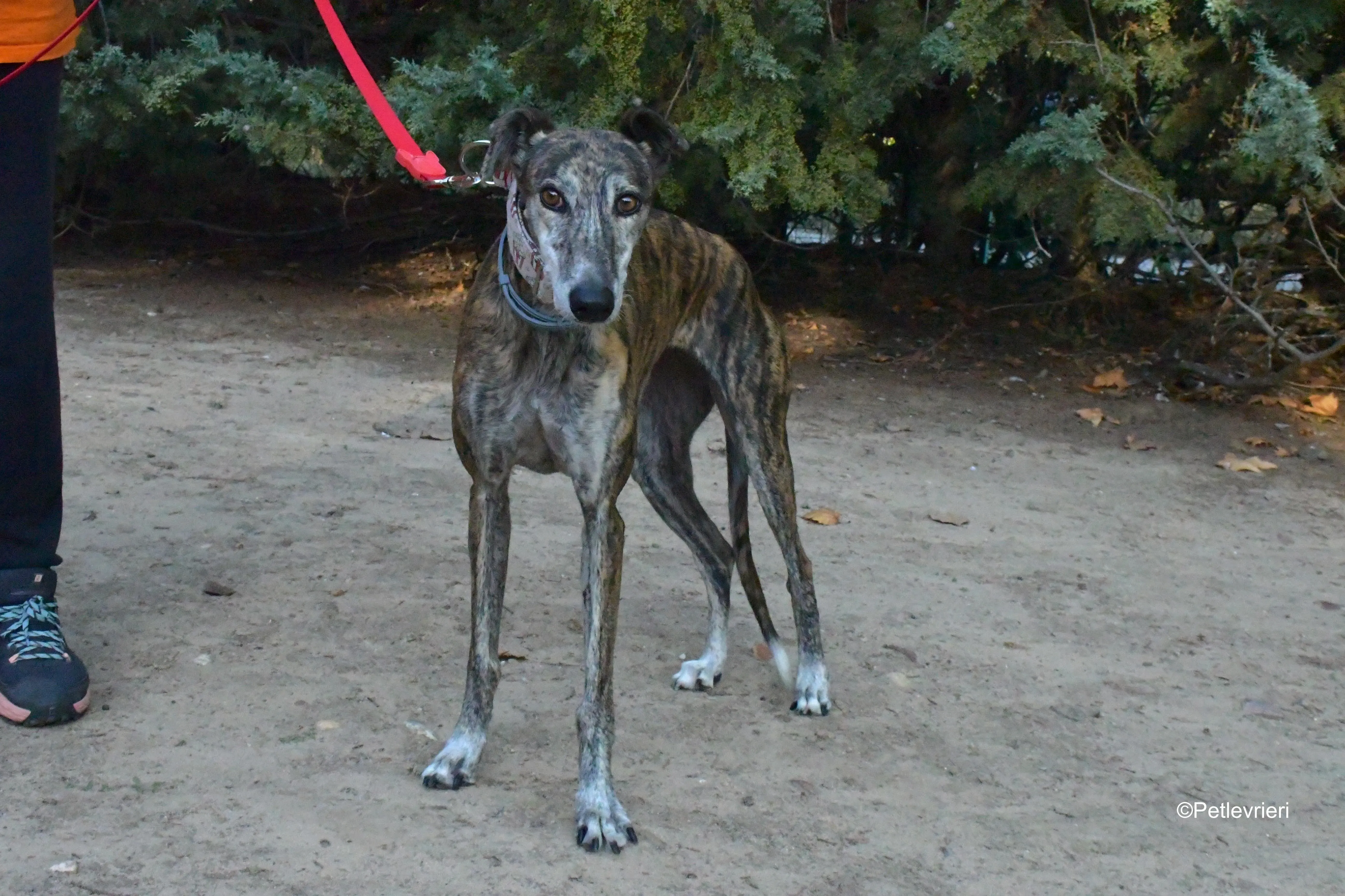 magnolia adozione levrieri galgo 7