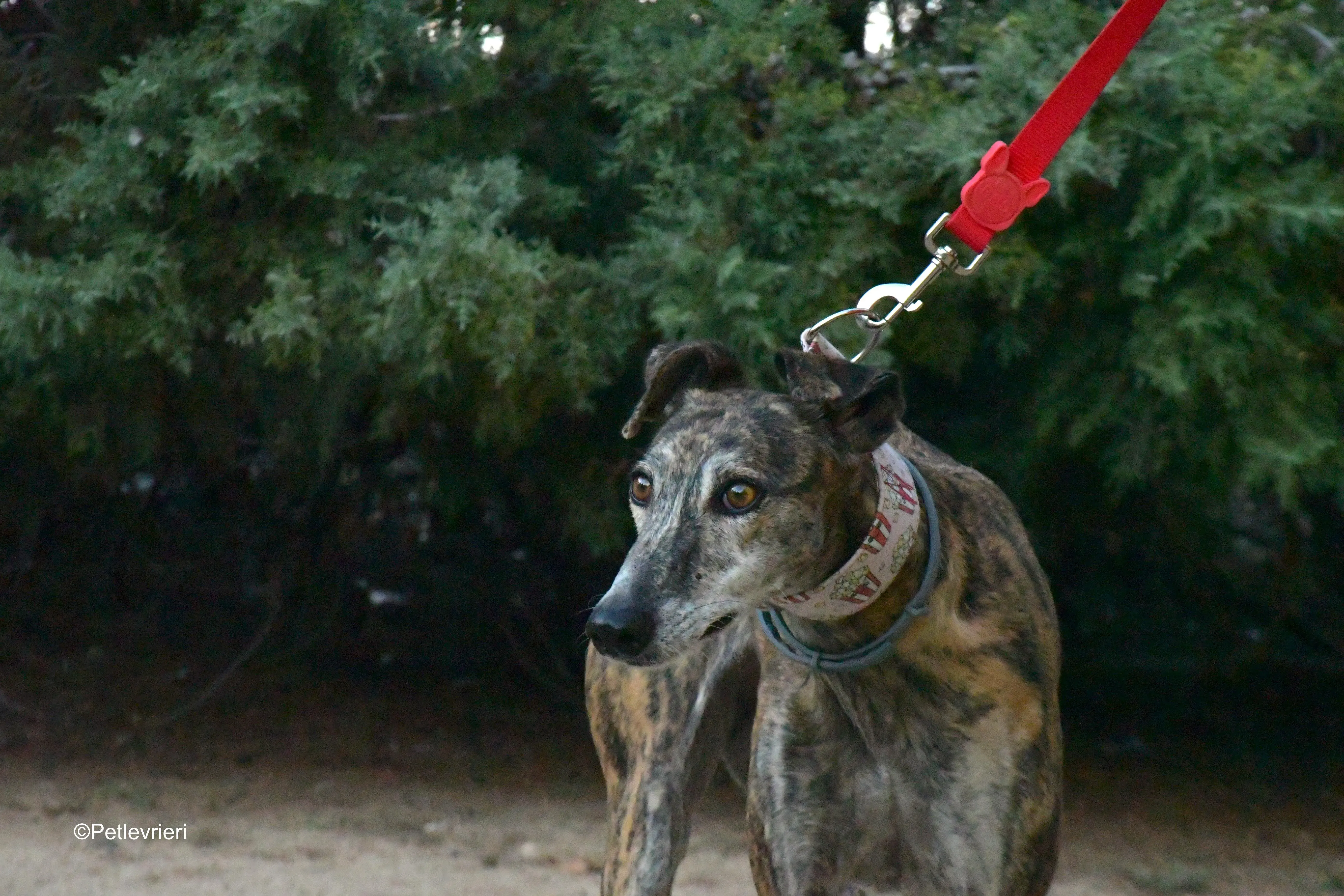 magnolia adozione levrieri galgo 8