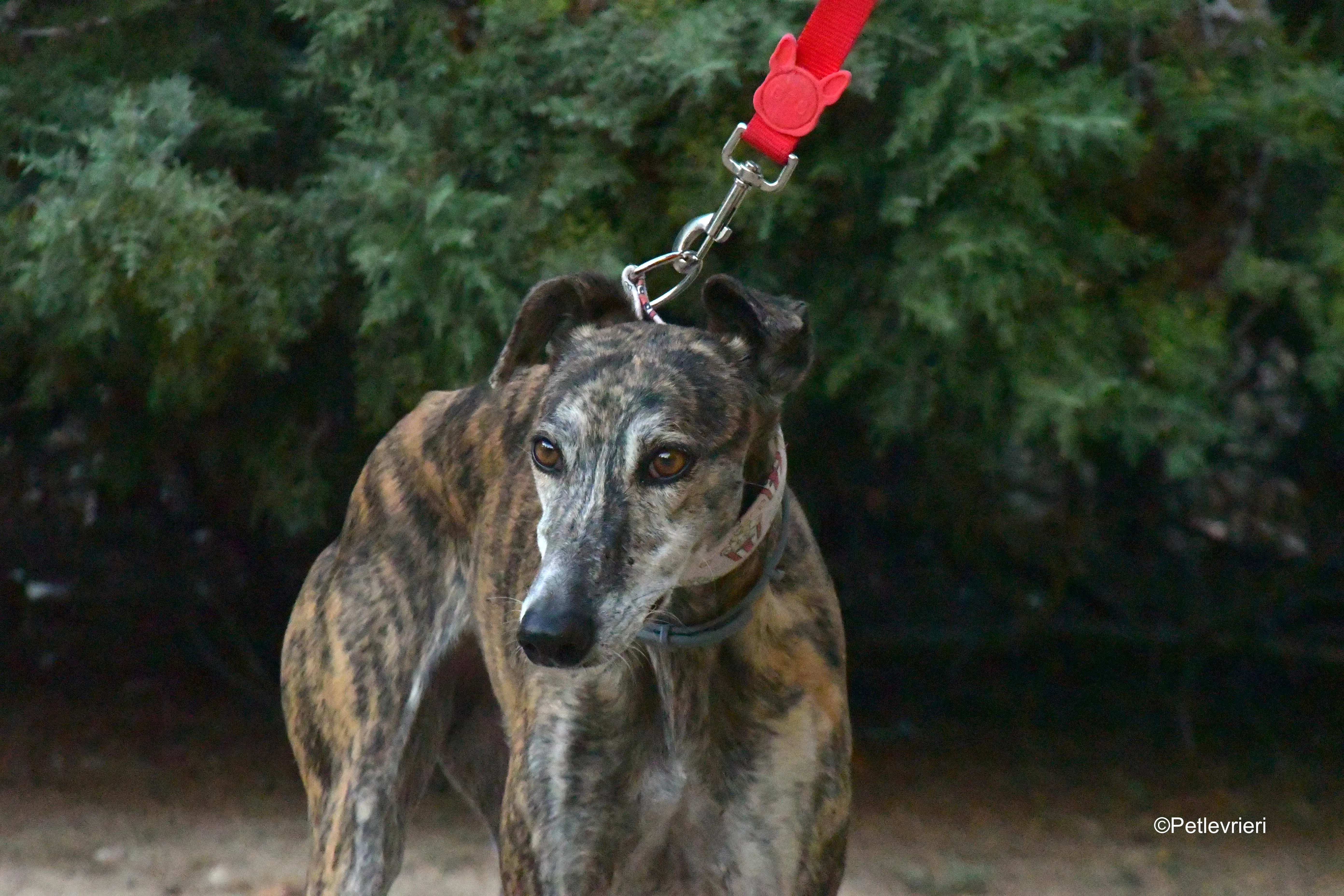 magnolia adozione levrieri galgo 9