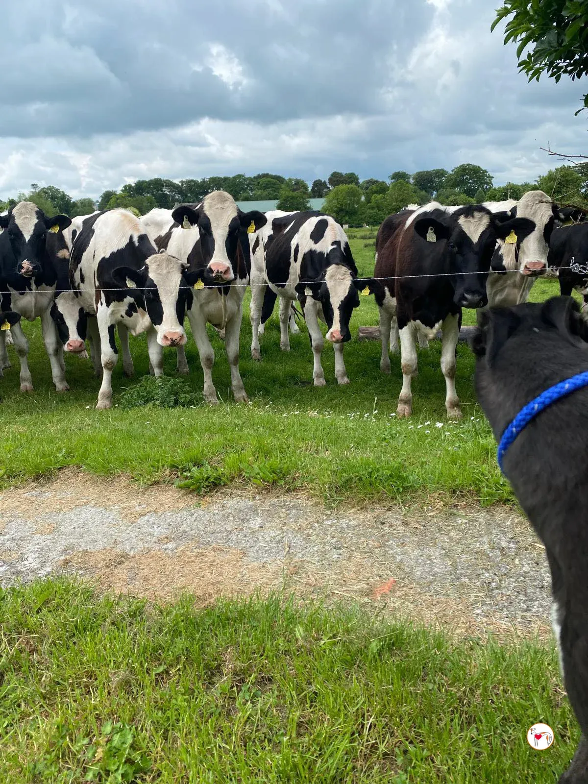 magnus grey adozione 05