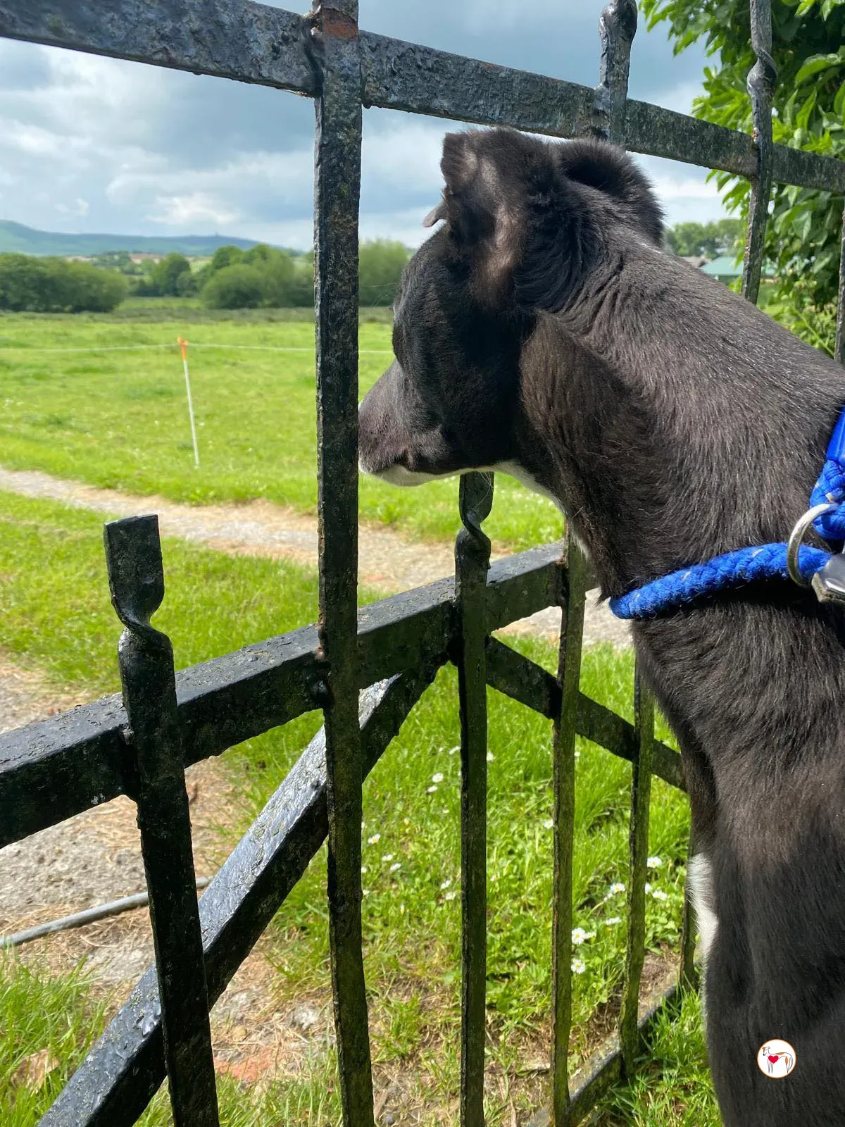 magnus grey adozione 06