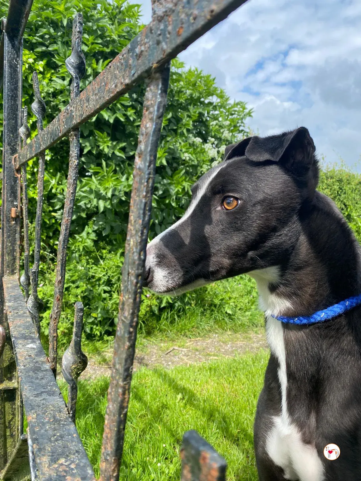 magnus grey adozione 07