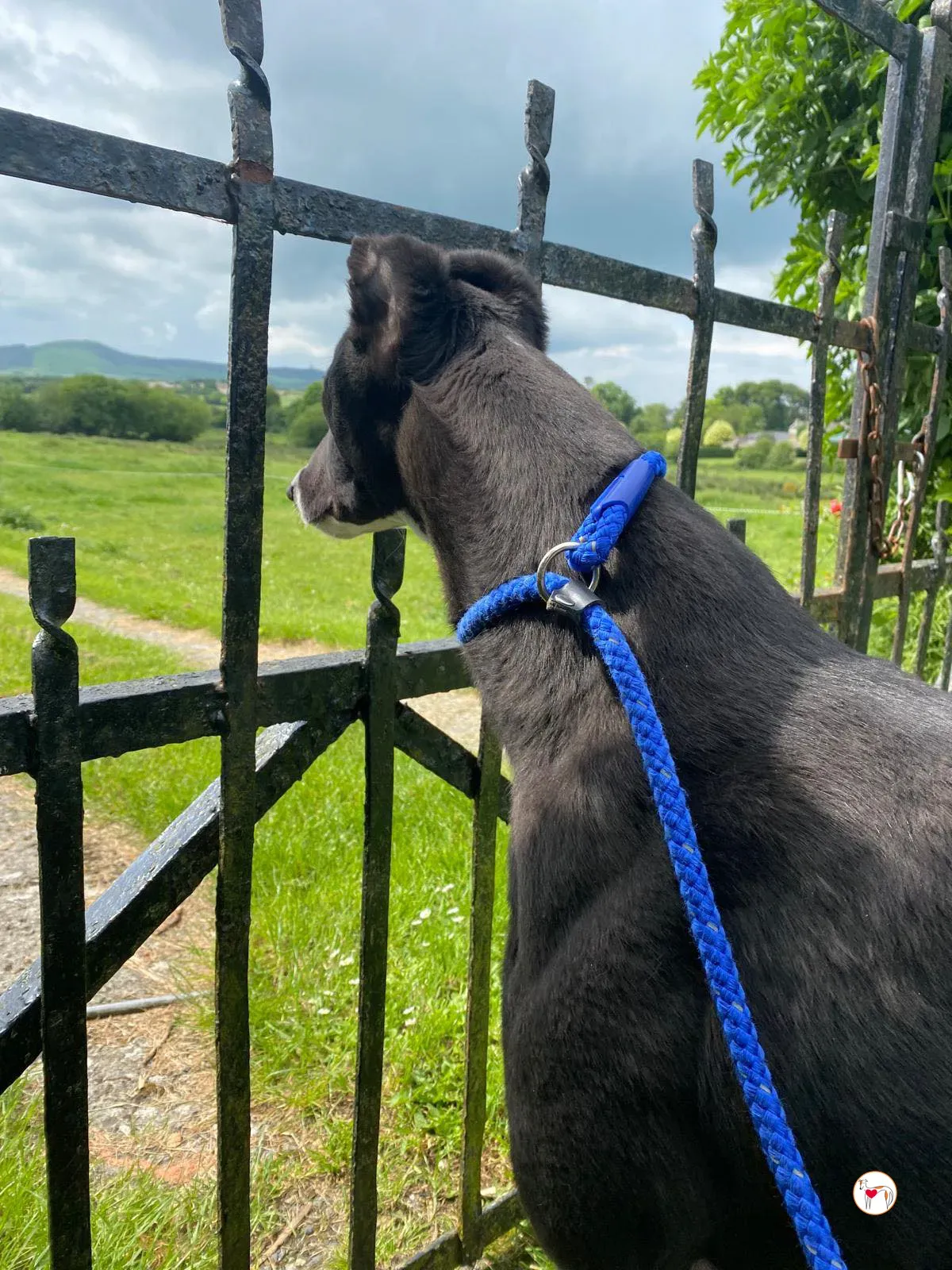 magnus grey adozione 08