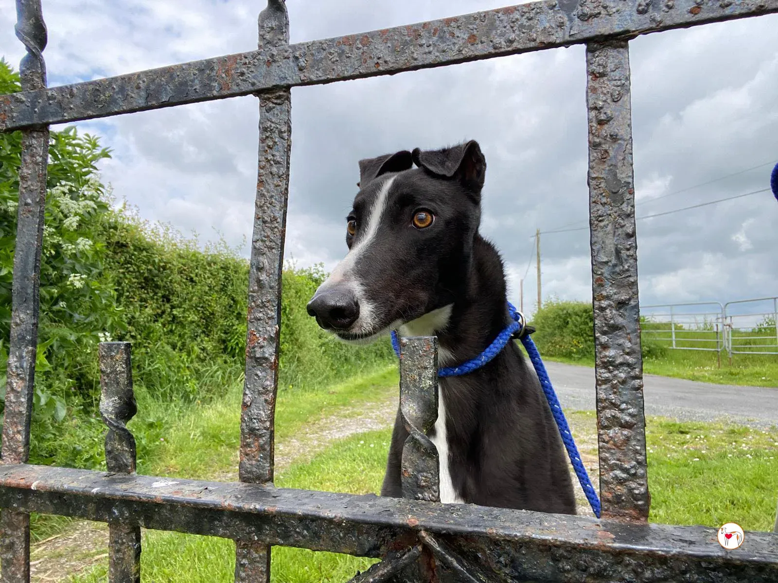 magnus grey adozione 09