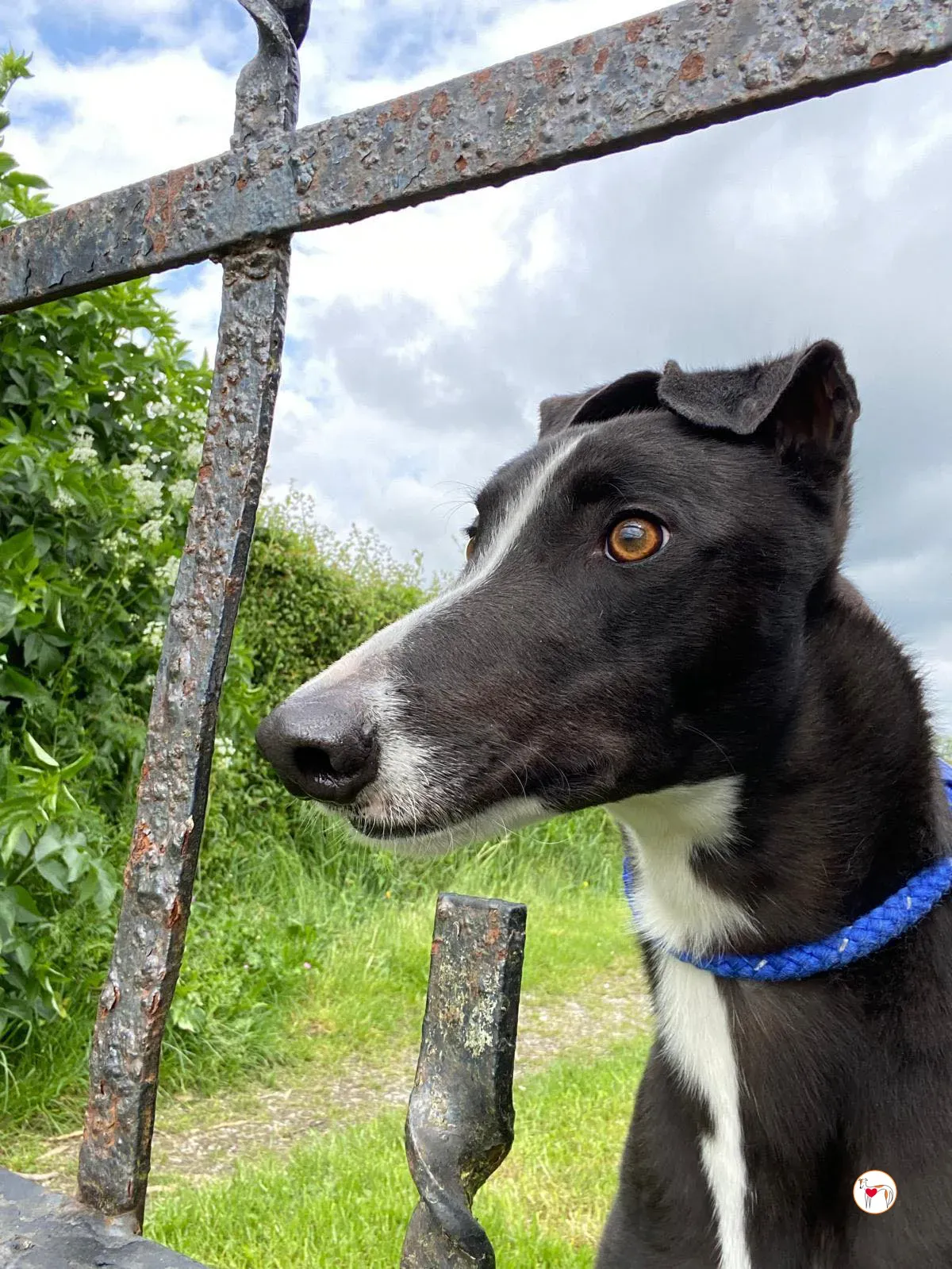 magnus grey adozione 10