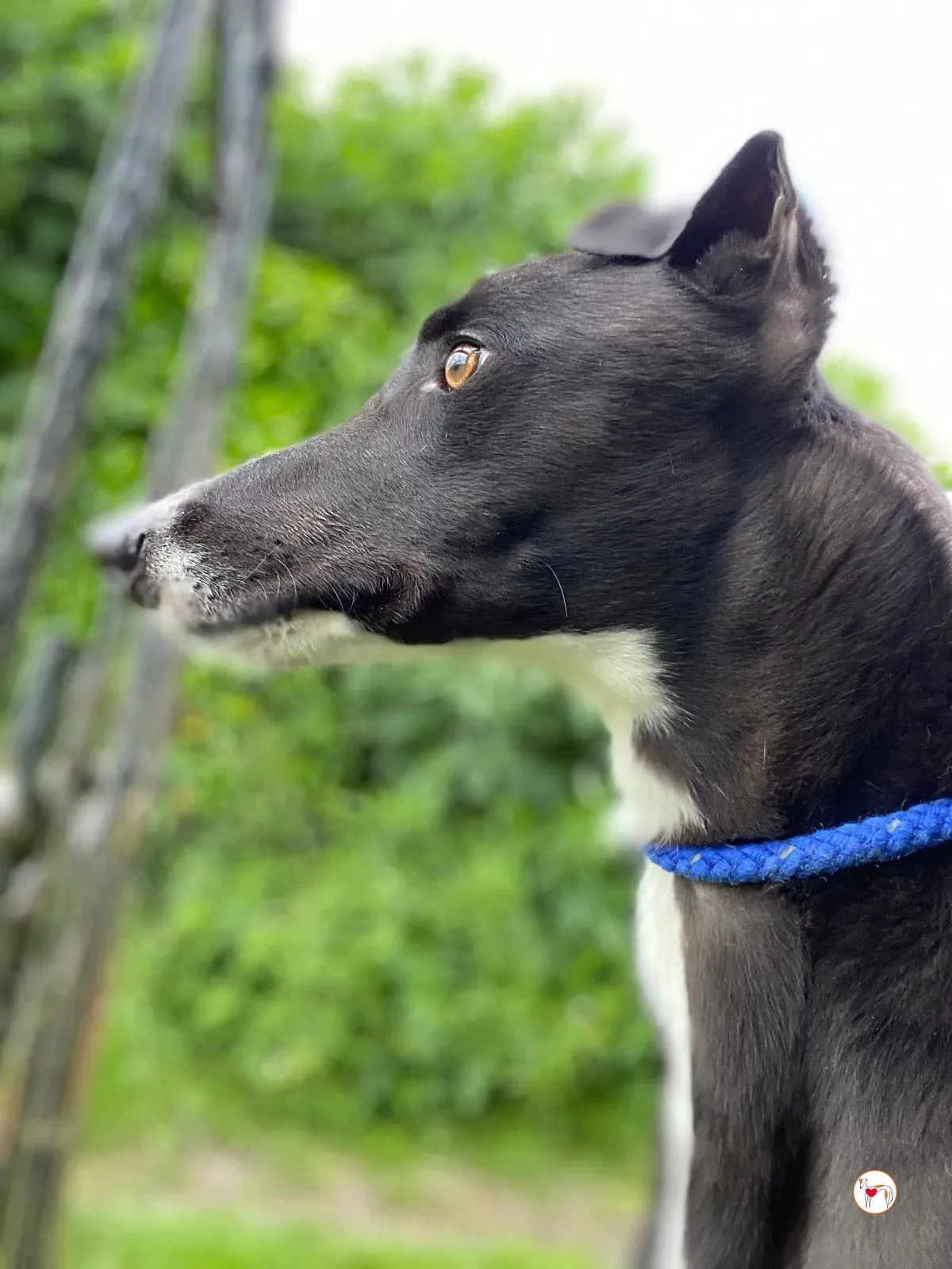 magnus grey adozione 11