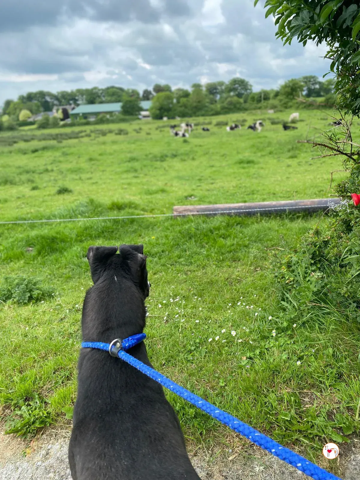 magnus grey adozione 12