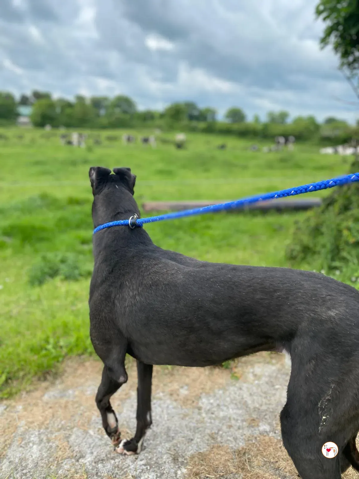 magnus grey adozione 13