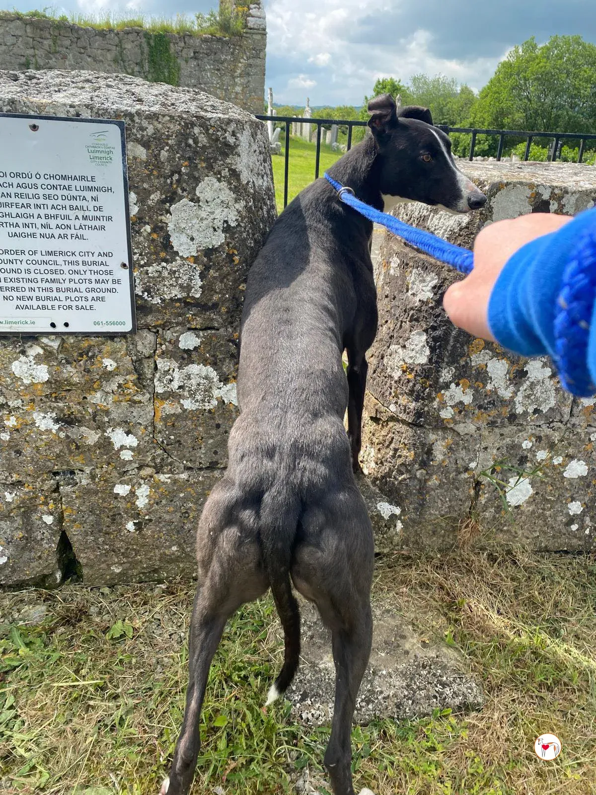 magnus grey adozione 14