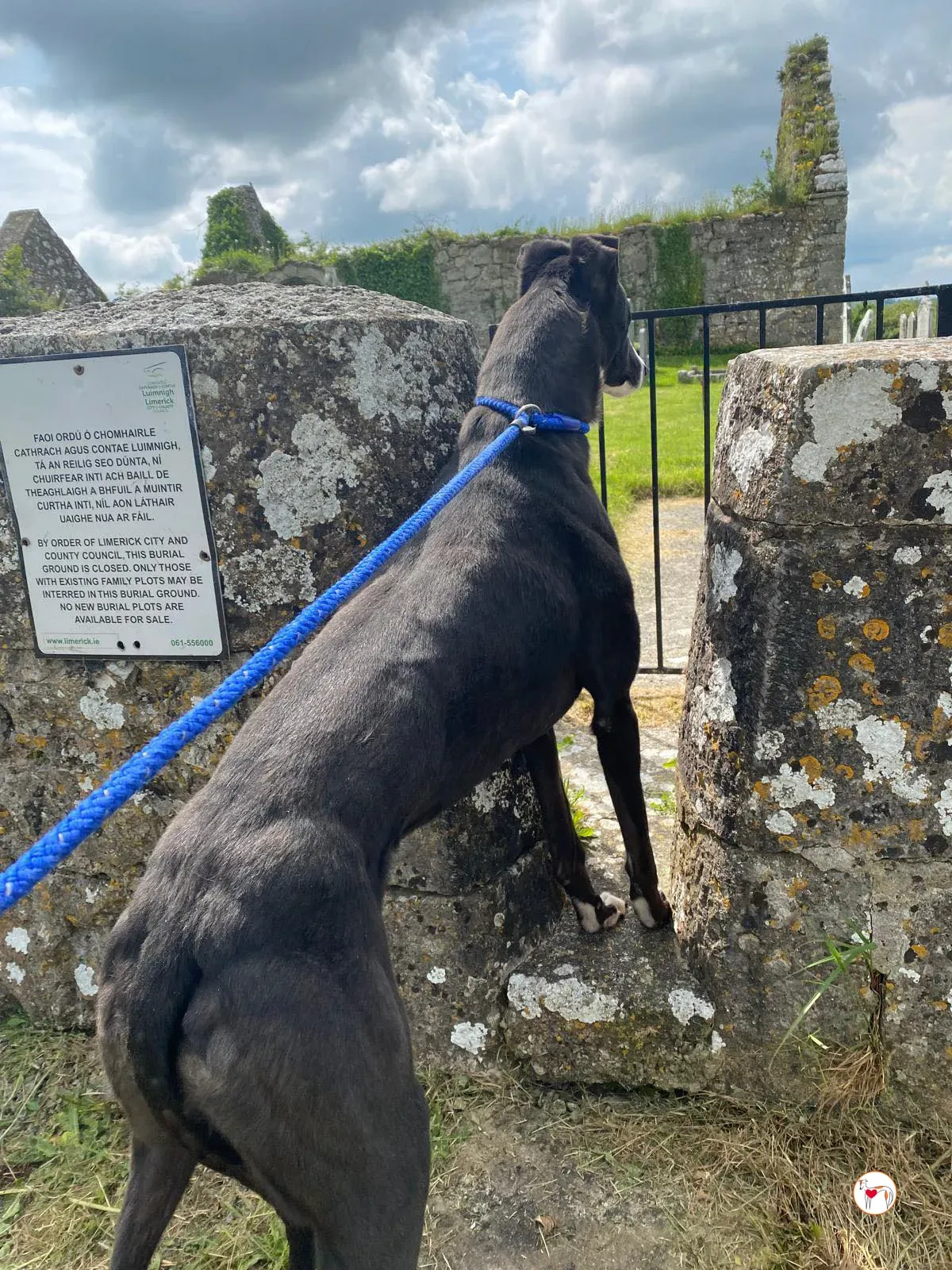 magnus grey adozione 15