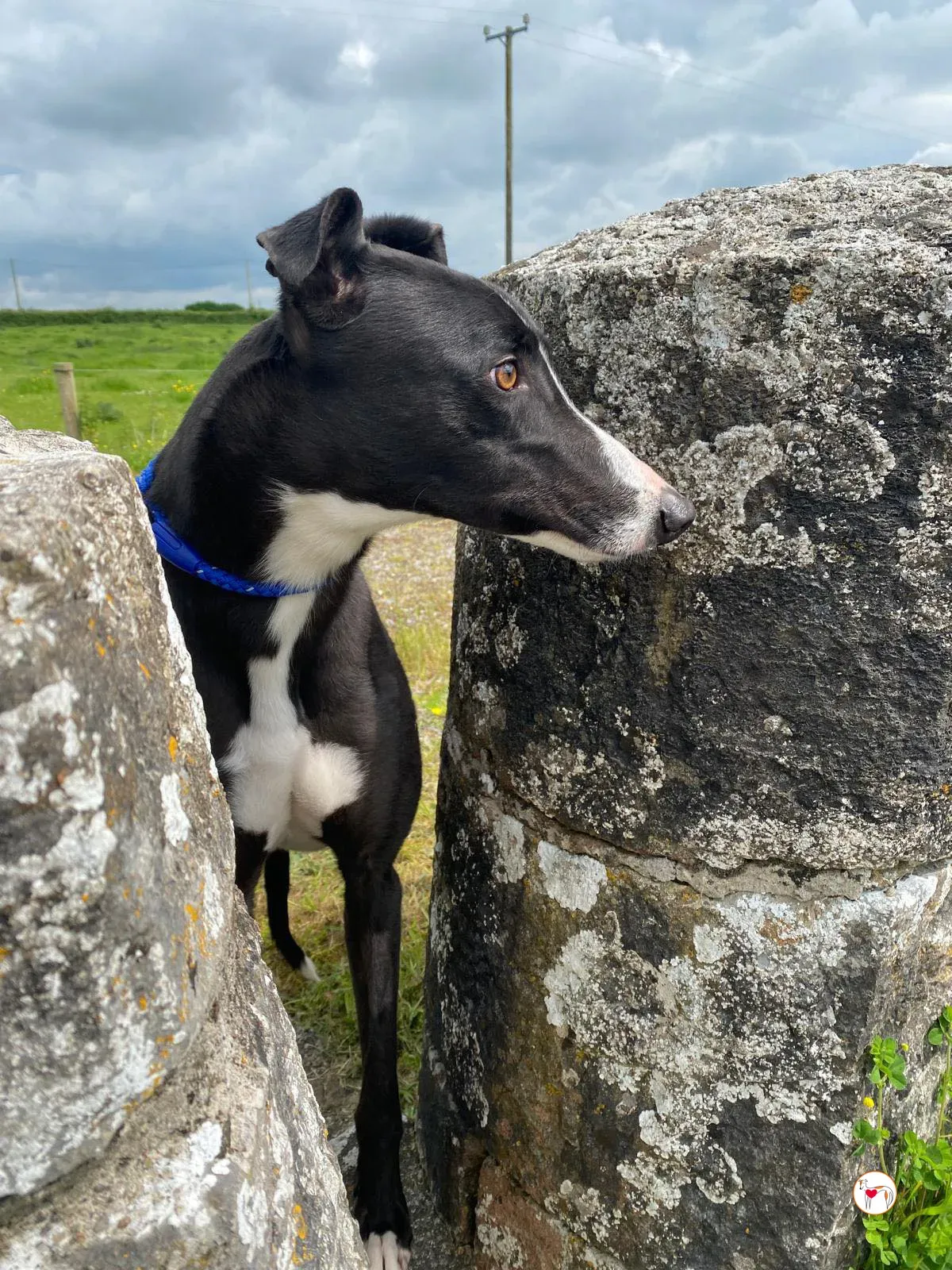 magnus grey adozione 18