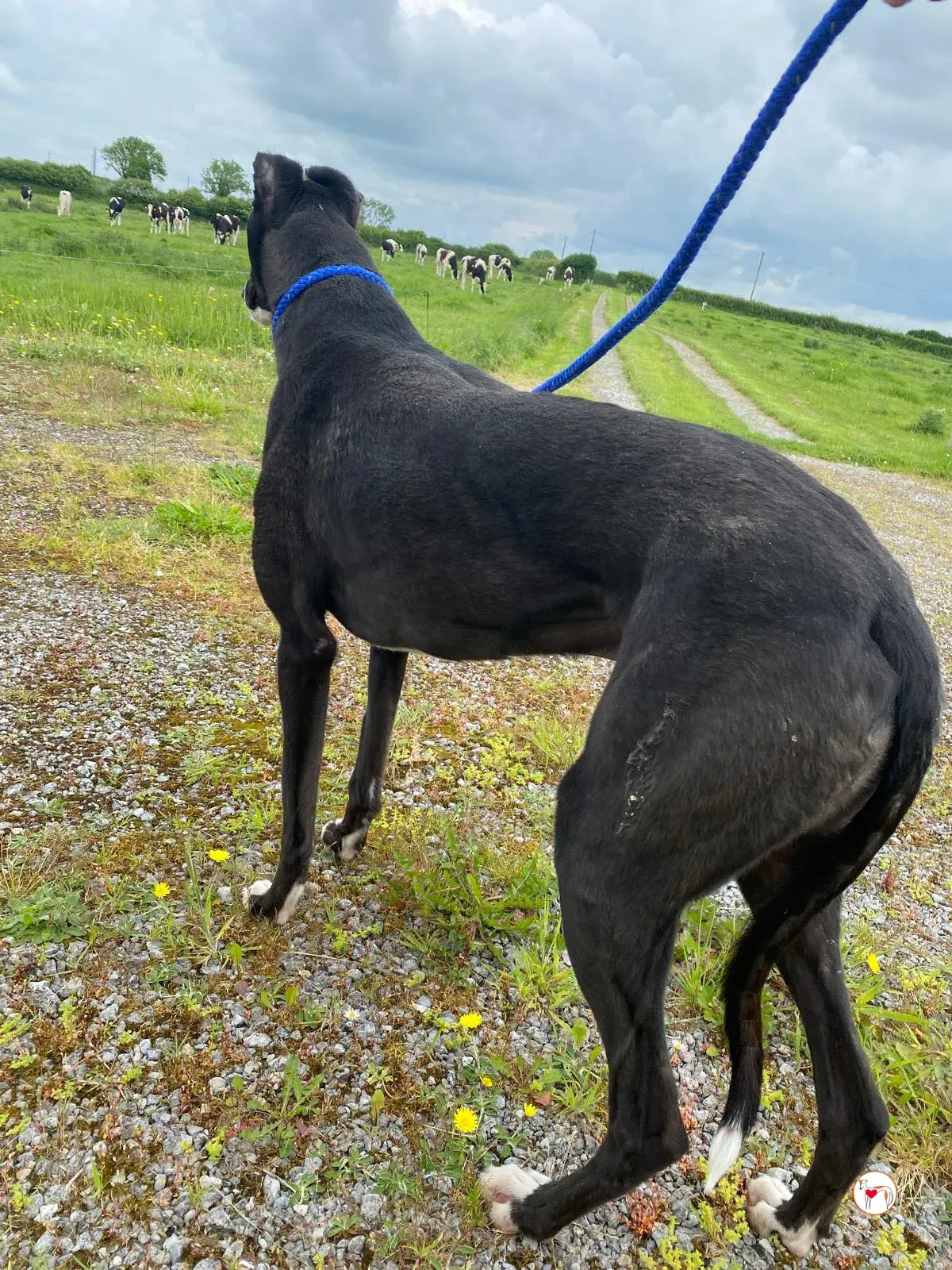 magnus grey adozione 19