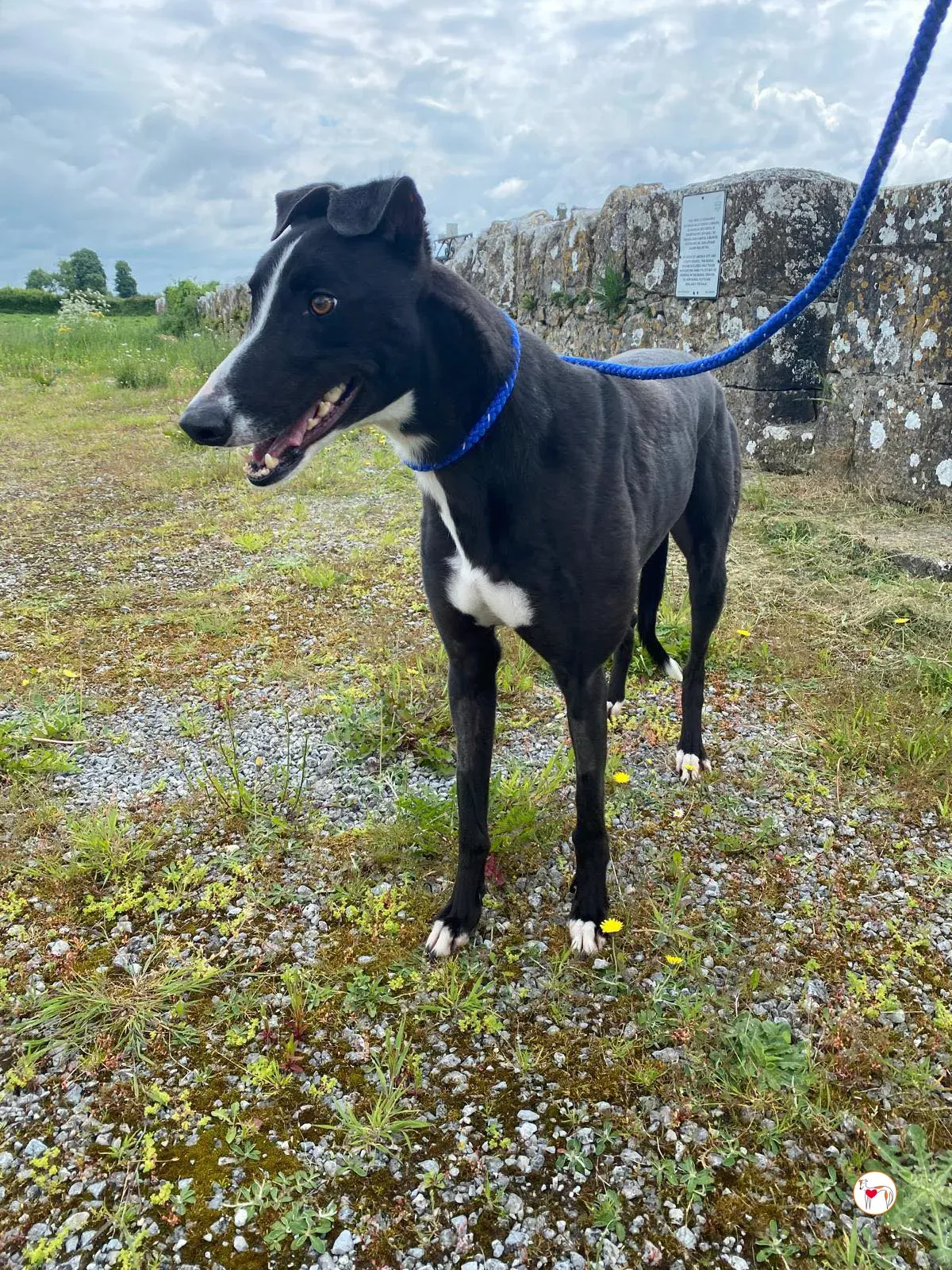 magnus grey adozione 20