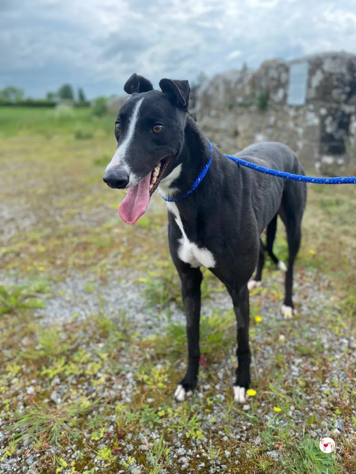 magnus grey adozione 21