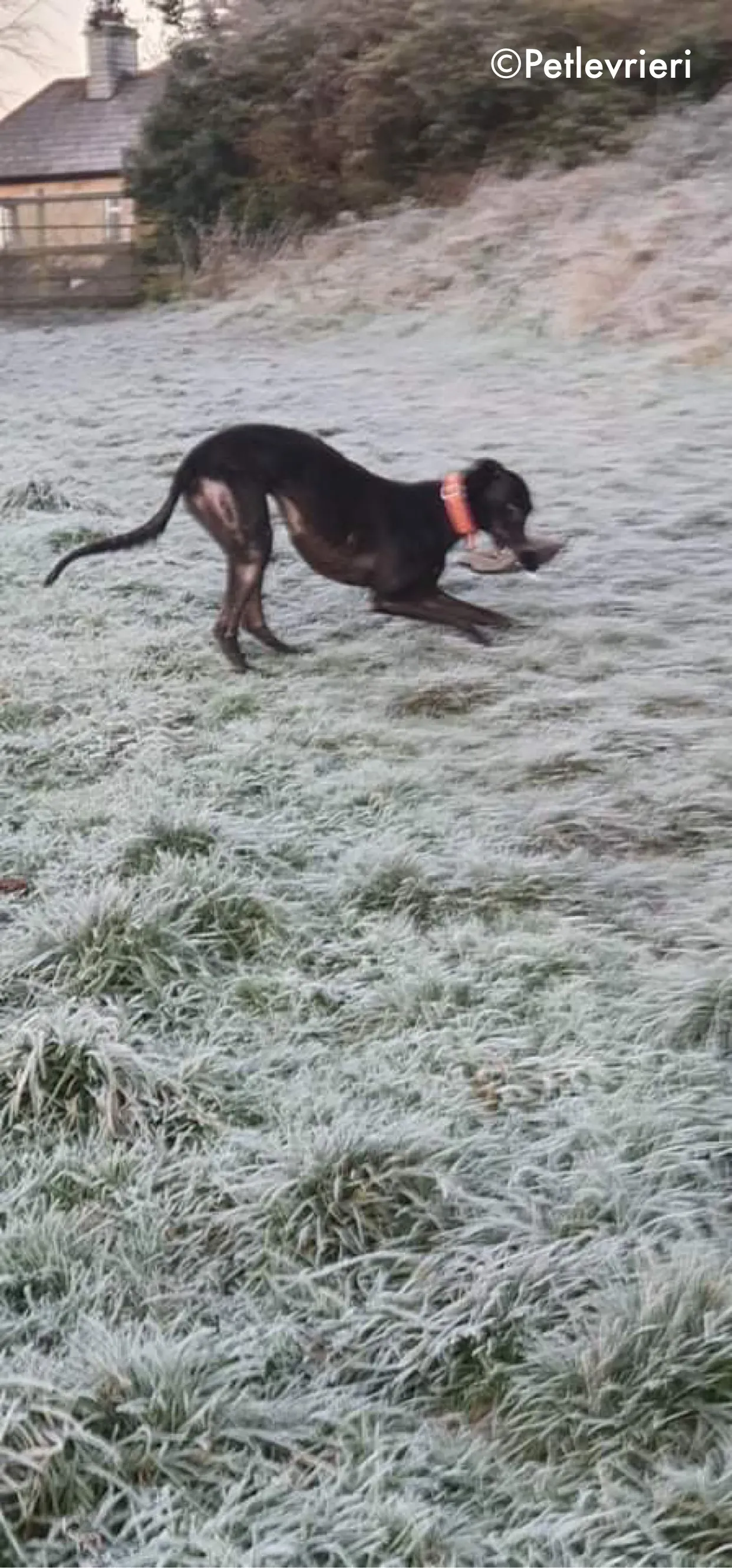 mai bhago adozione levrieri greyhound 1 2