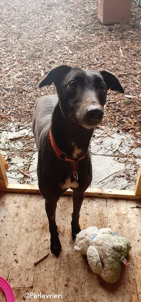 mai bhago adozione levrieri greyhound 1